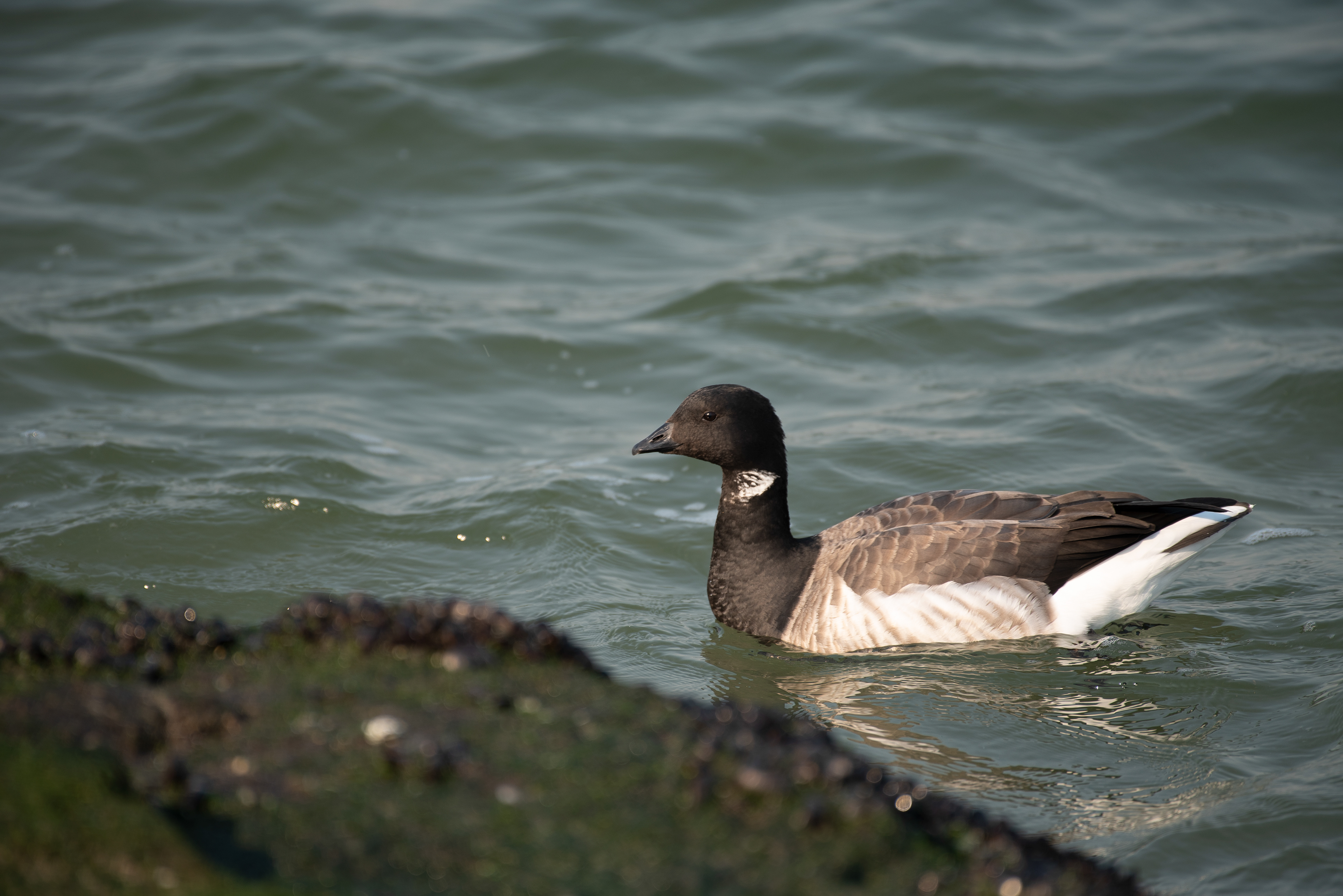 Brant Feb 22, 2020 Barnegat Lighthouse State Park, NJ USA