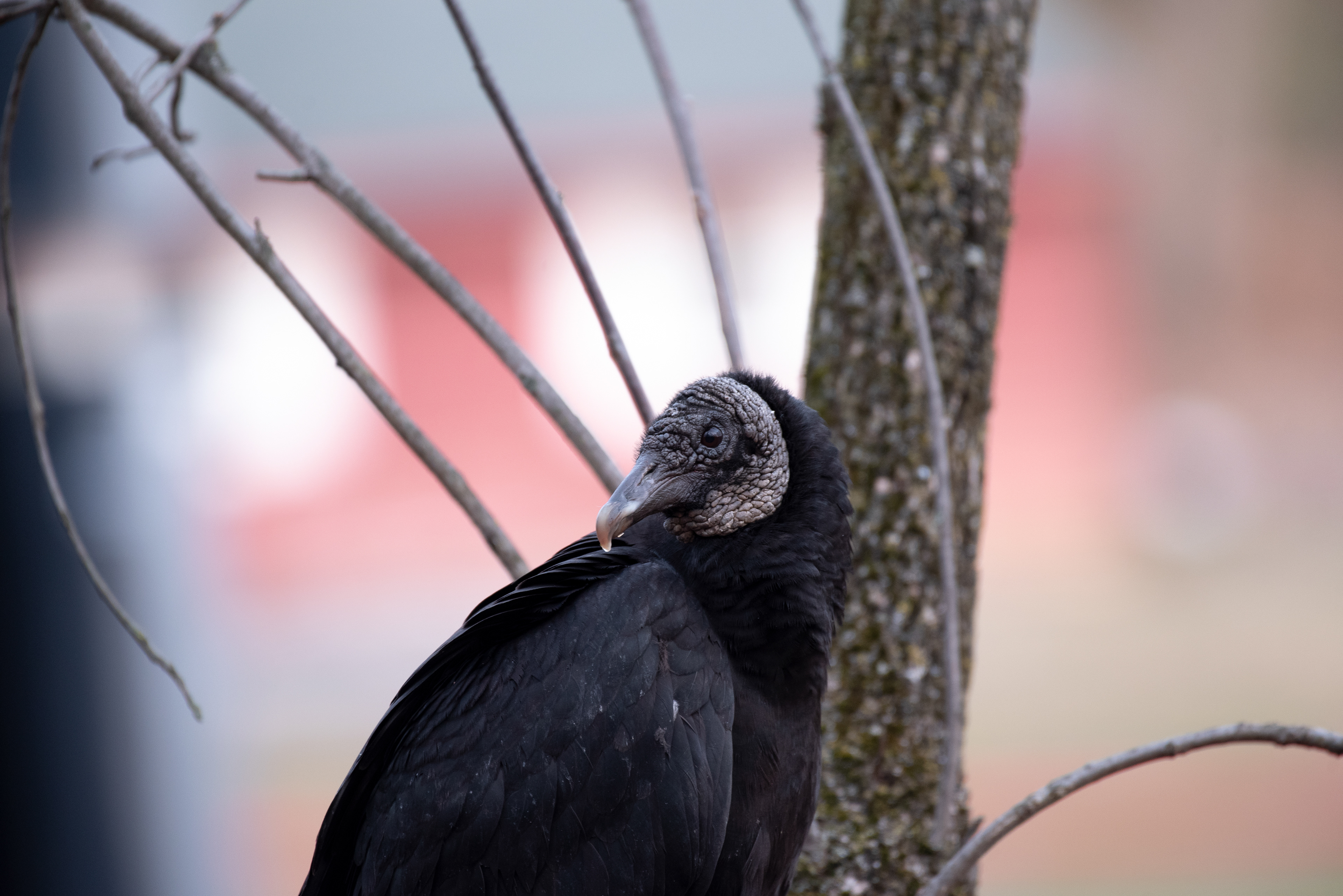 Black Vulture Dec 26, 2019 Bernardsville, NJ USA