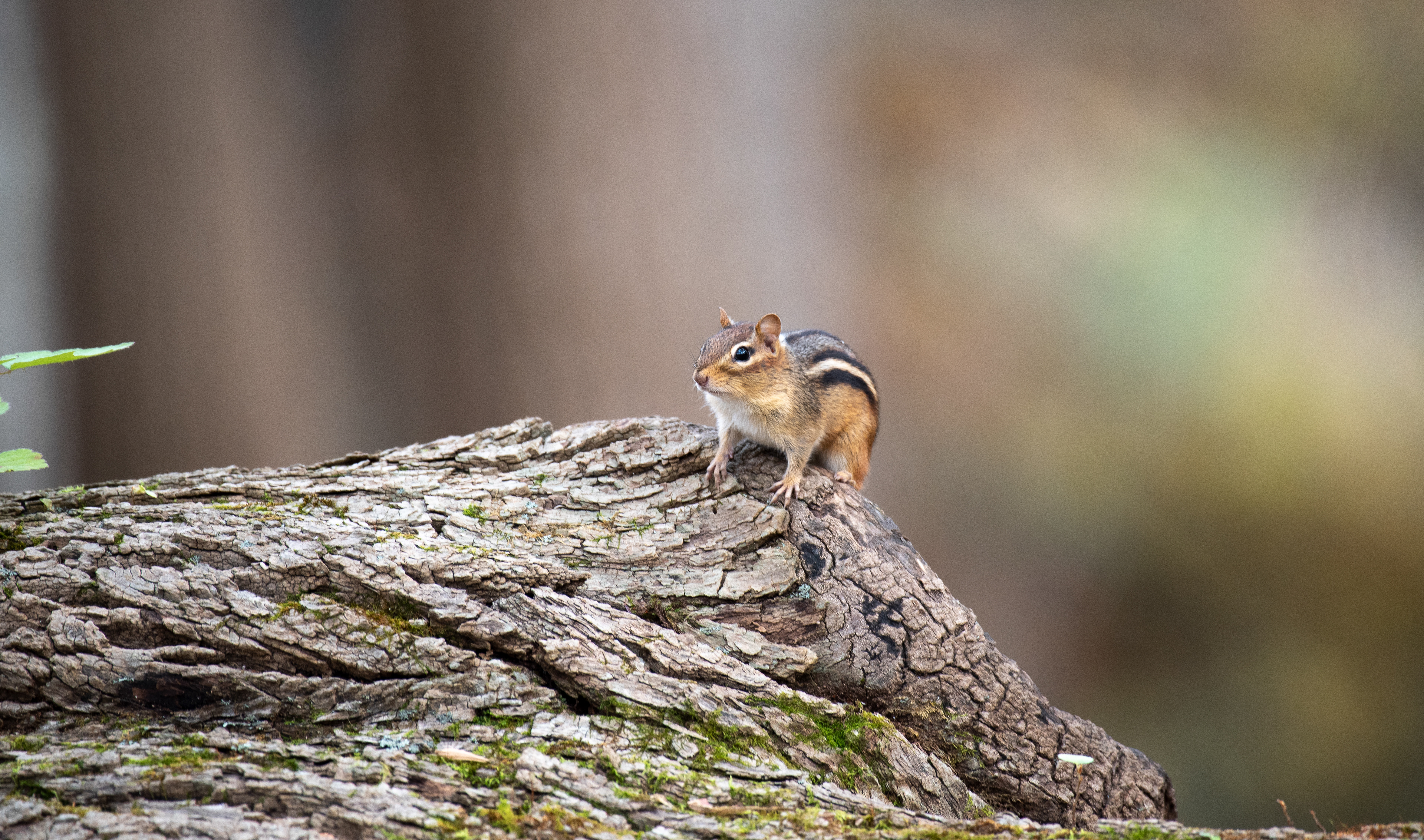 Eastern Chipmunk Oct 26, 2019 Lord Stirling Park, NJ USA