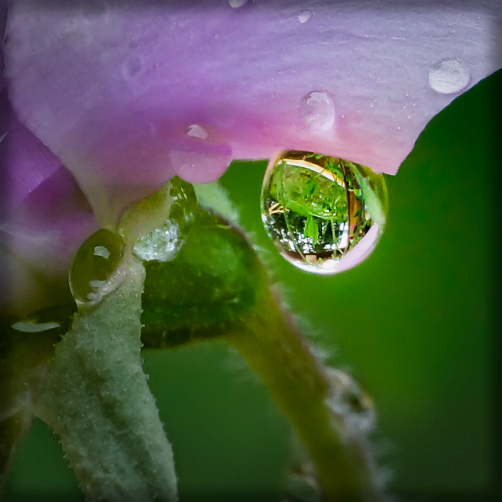 Sweet Pea Tears