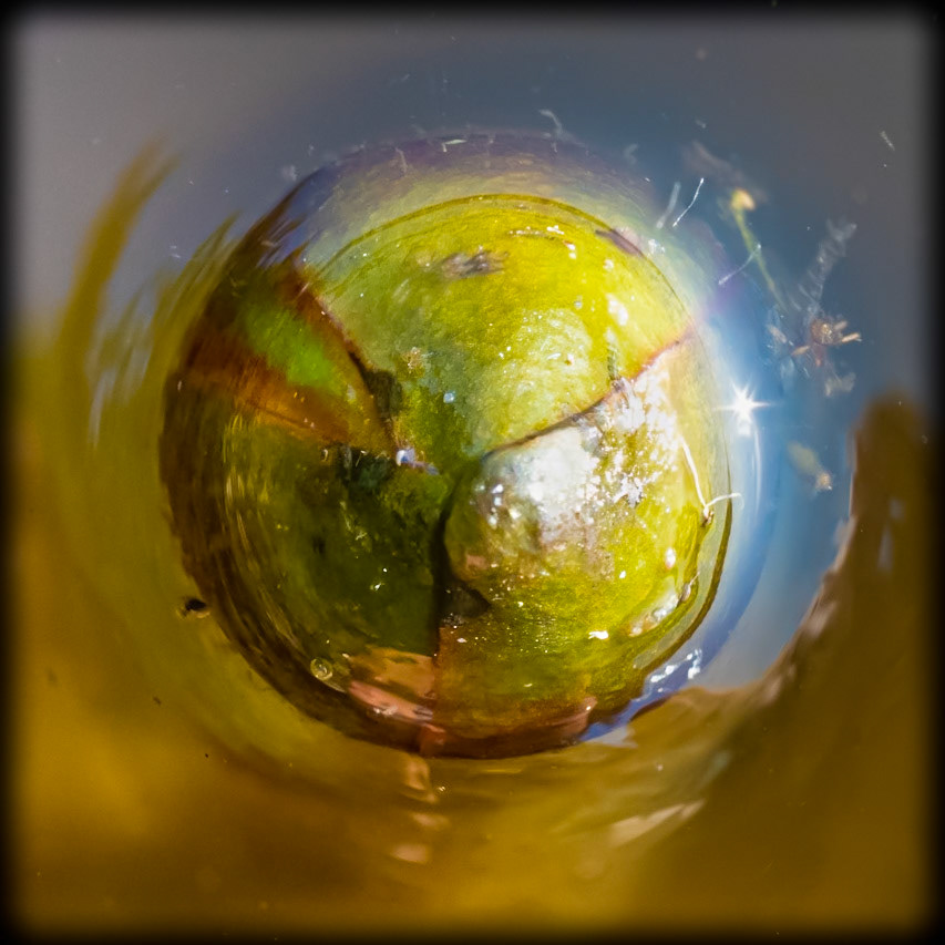 Lily Orb