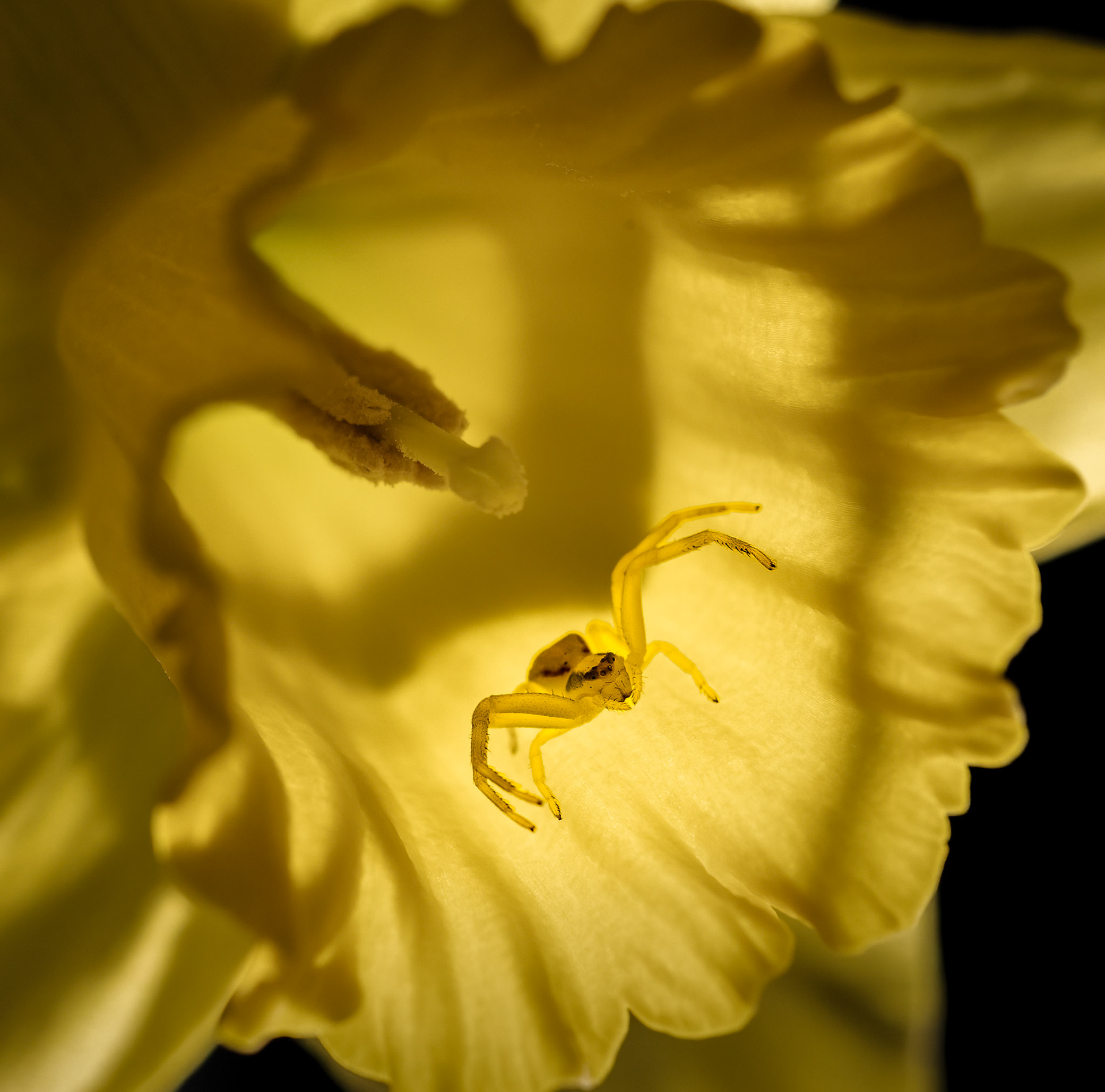 Daffodil Doorman