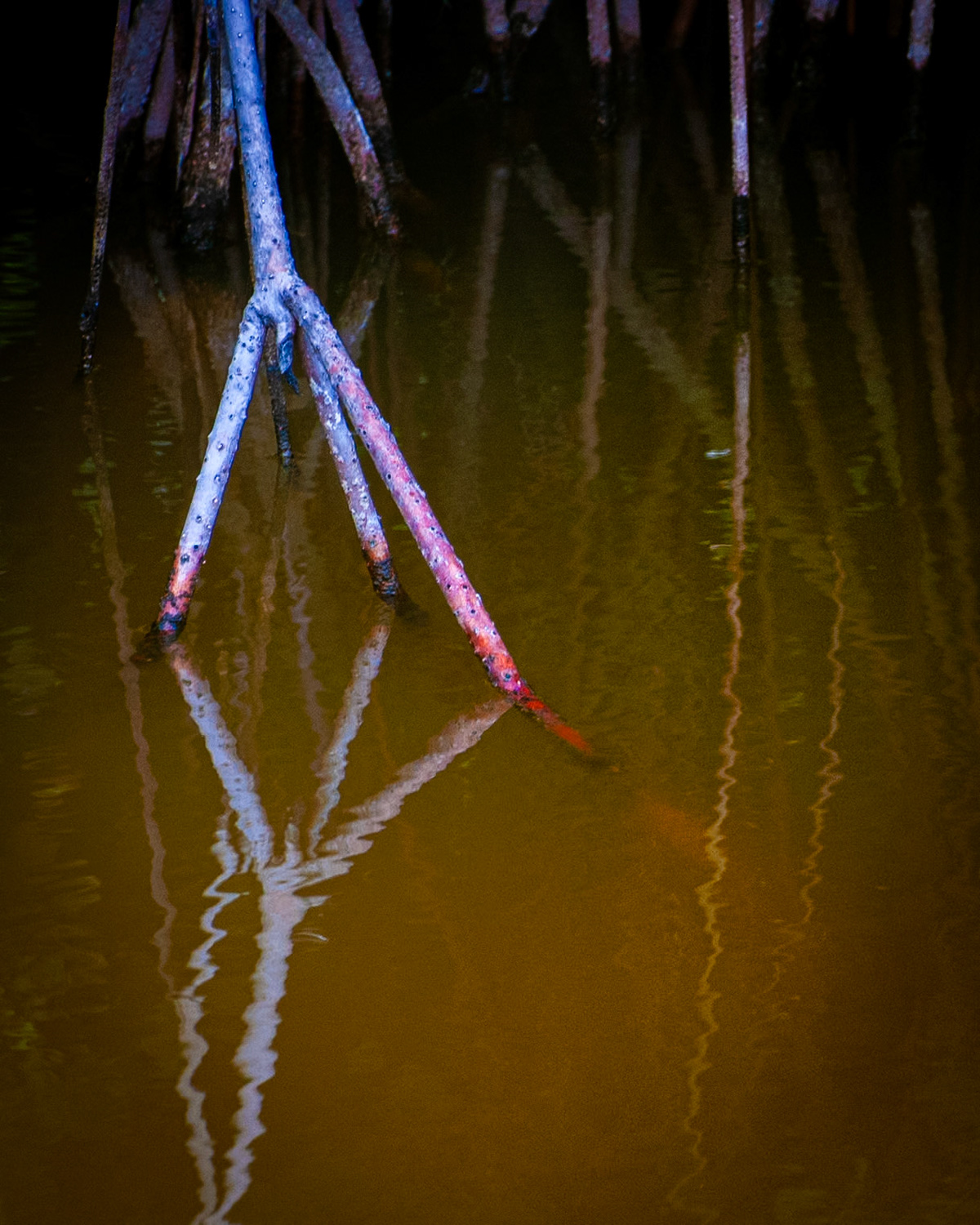 Bird's Footish