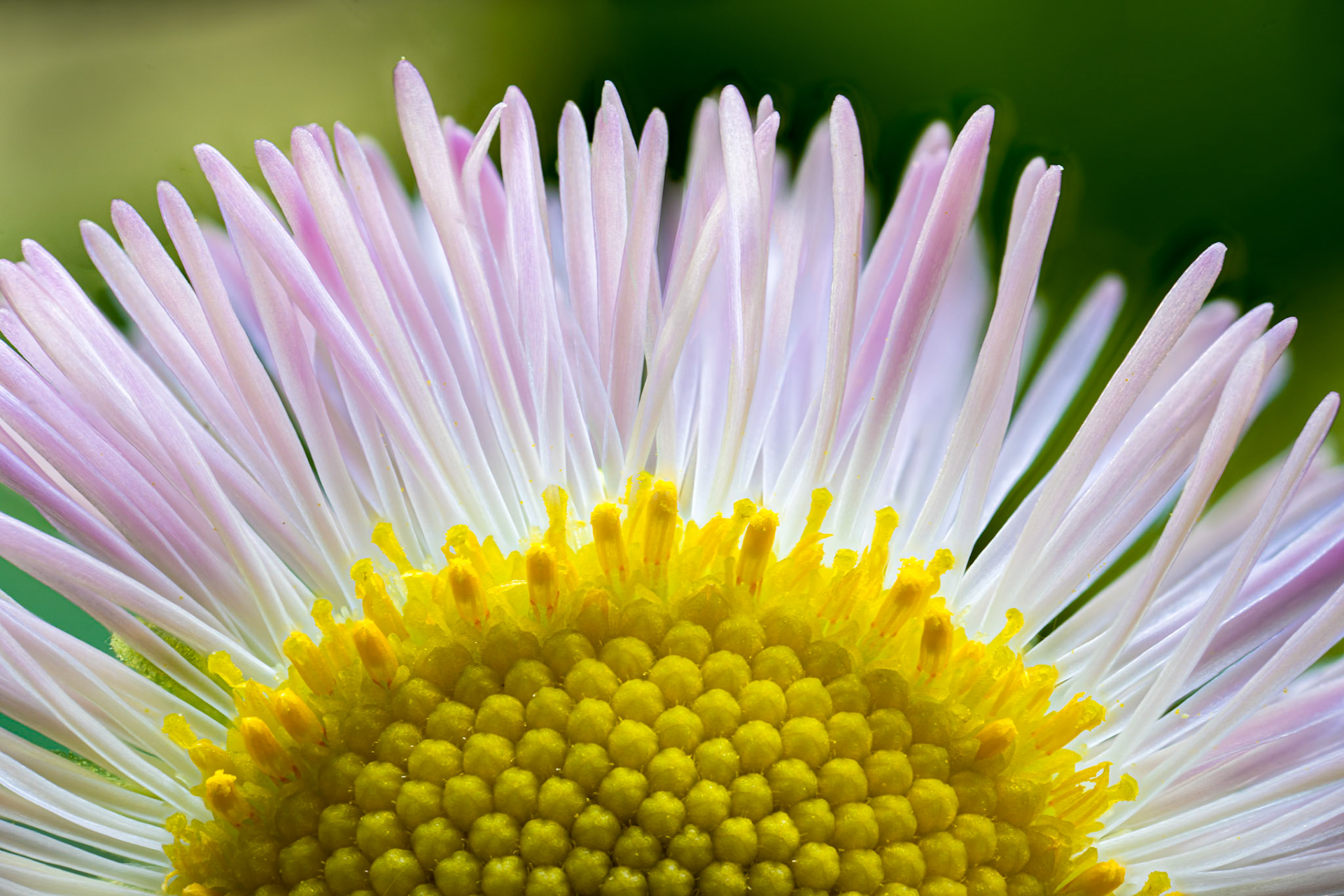 Fleabane Rising