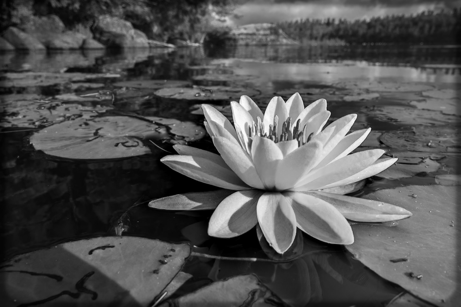 Lily of the Lake