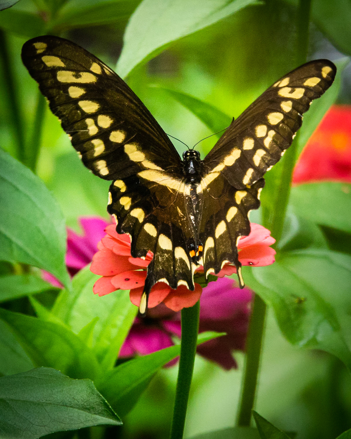 Dynamic Swallowtail