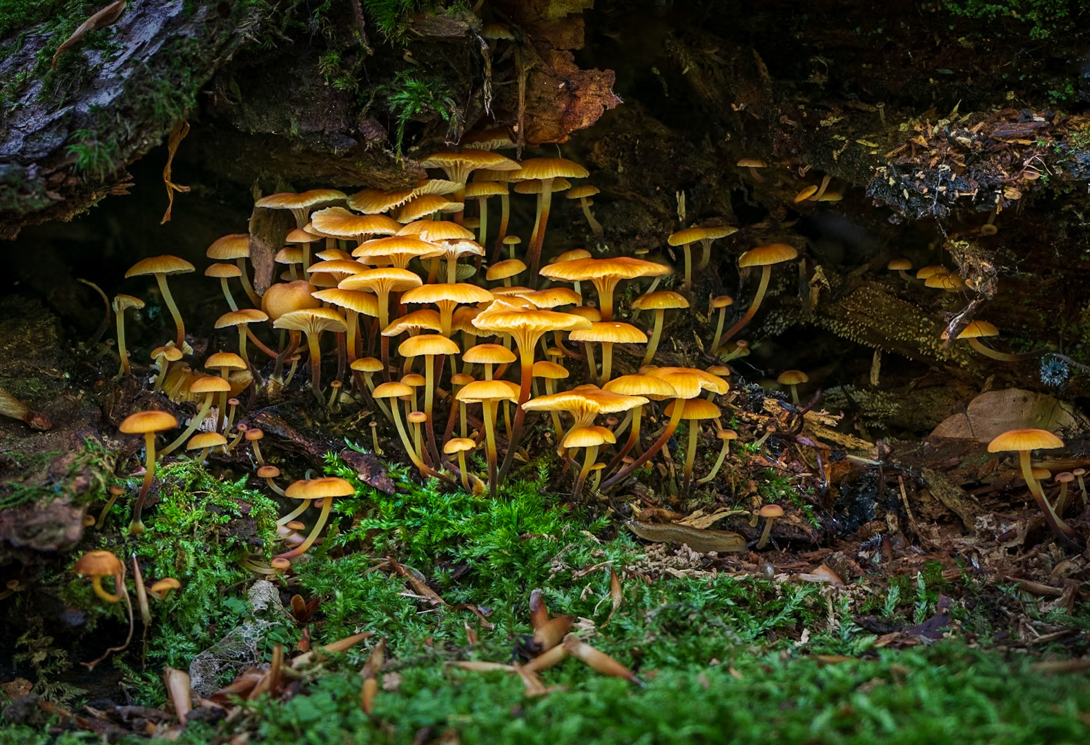 Mycena Village