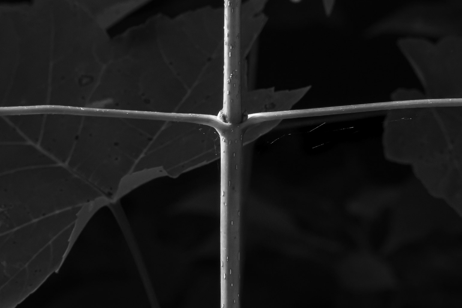 Quadrants