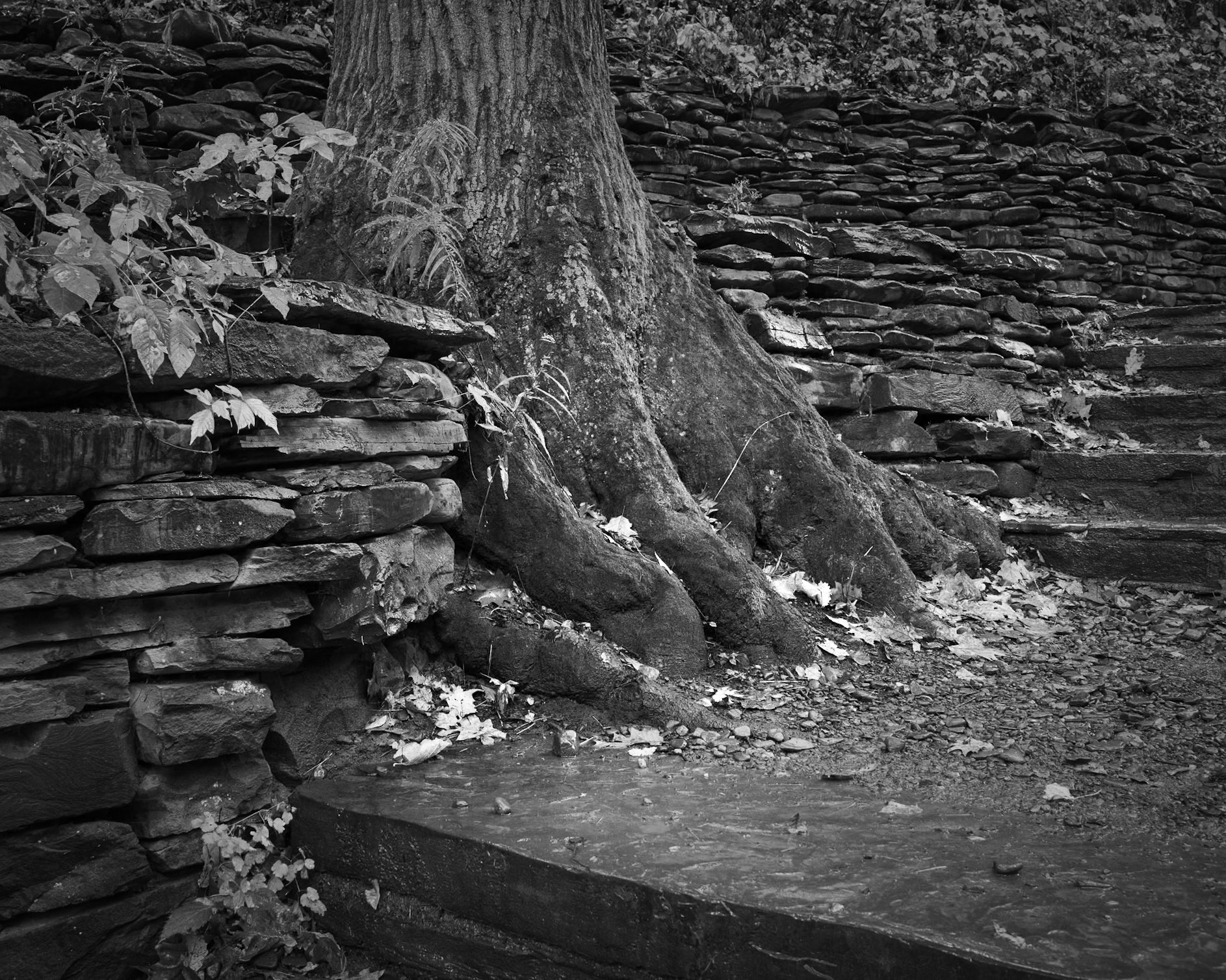 Stoned and Rooted