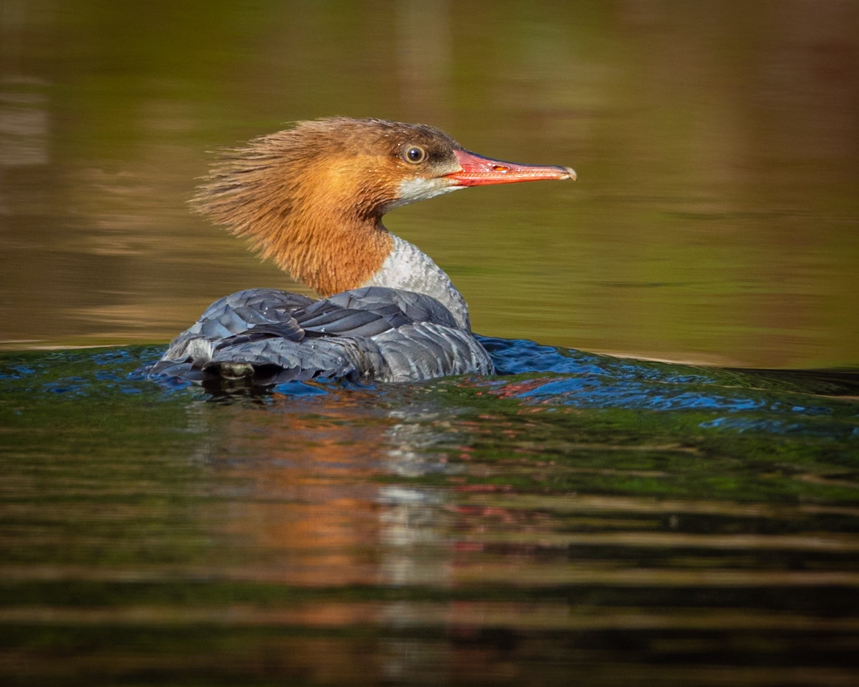 Merganser Hair