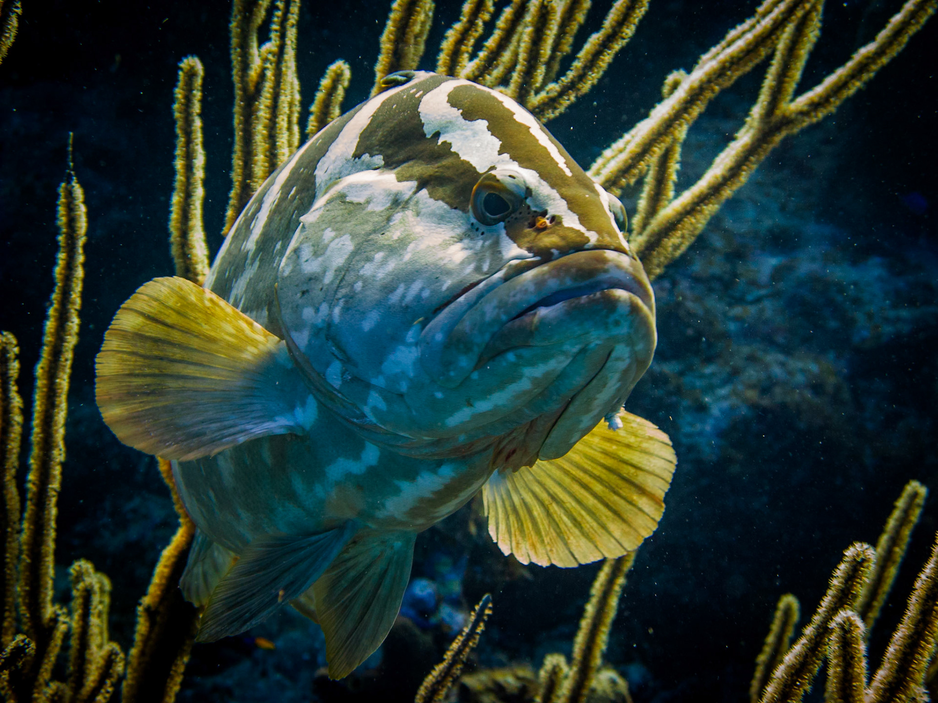 Nassau Grouper
