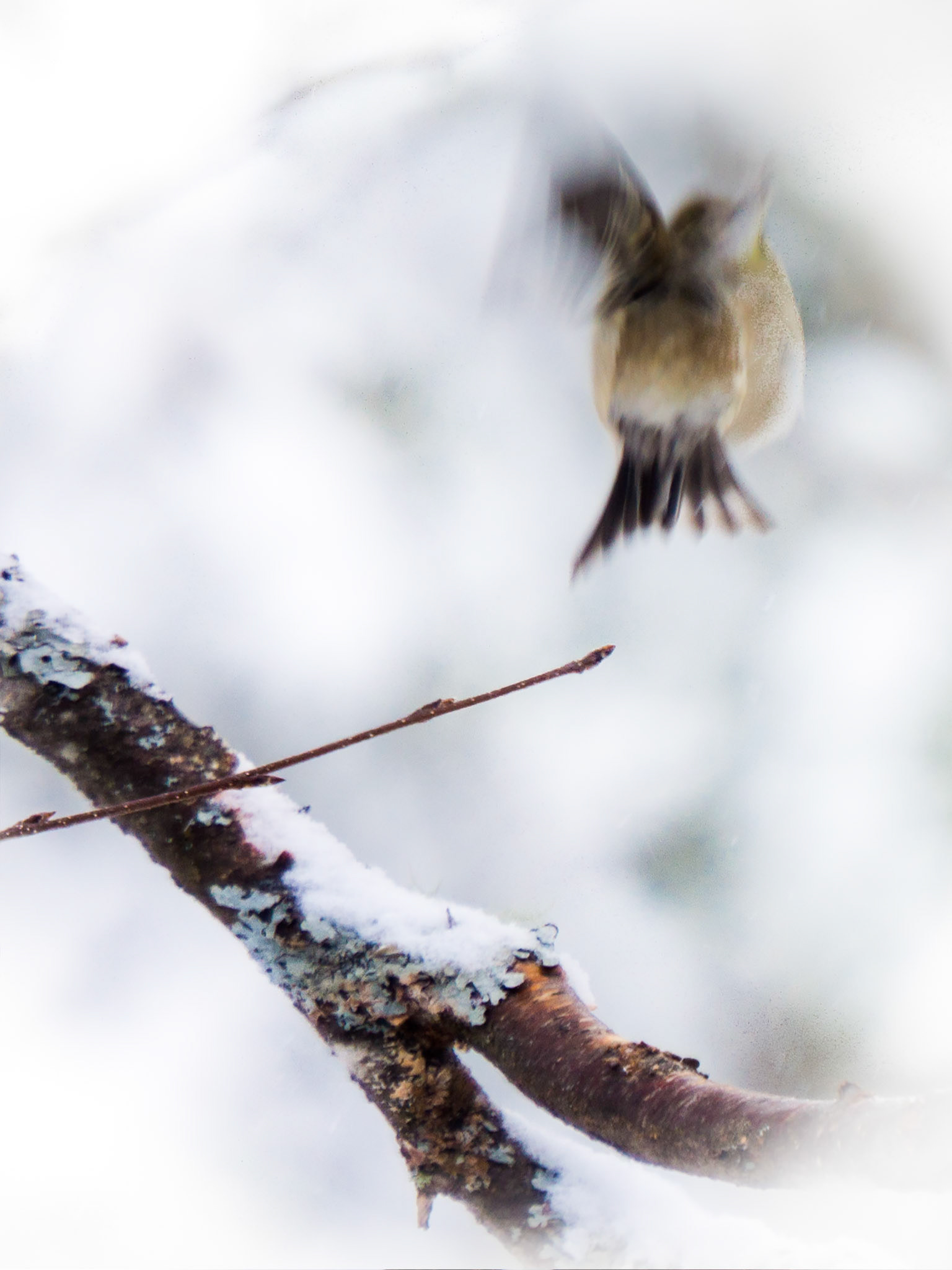 Fly Away