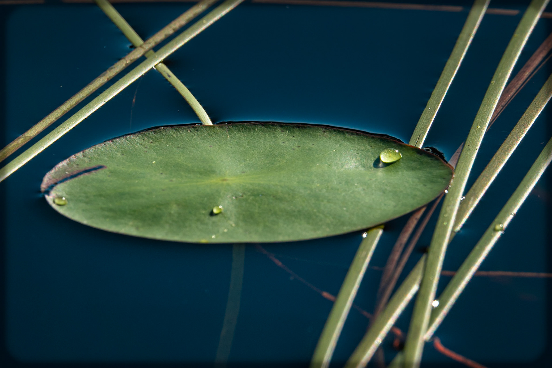 Aquatic Forms
