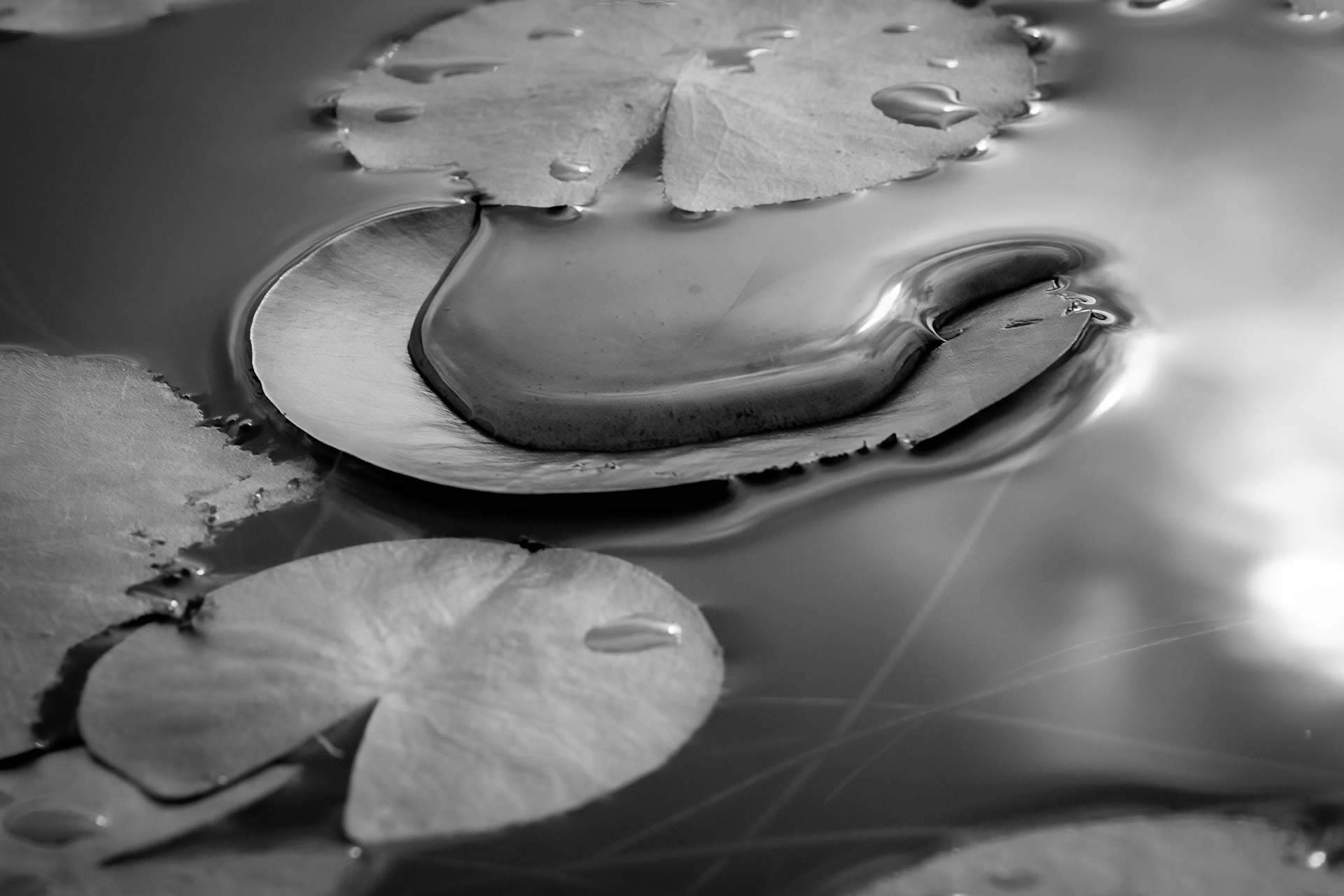 Cohesion