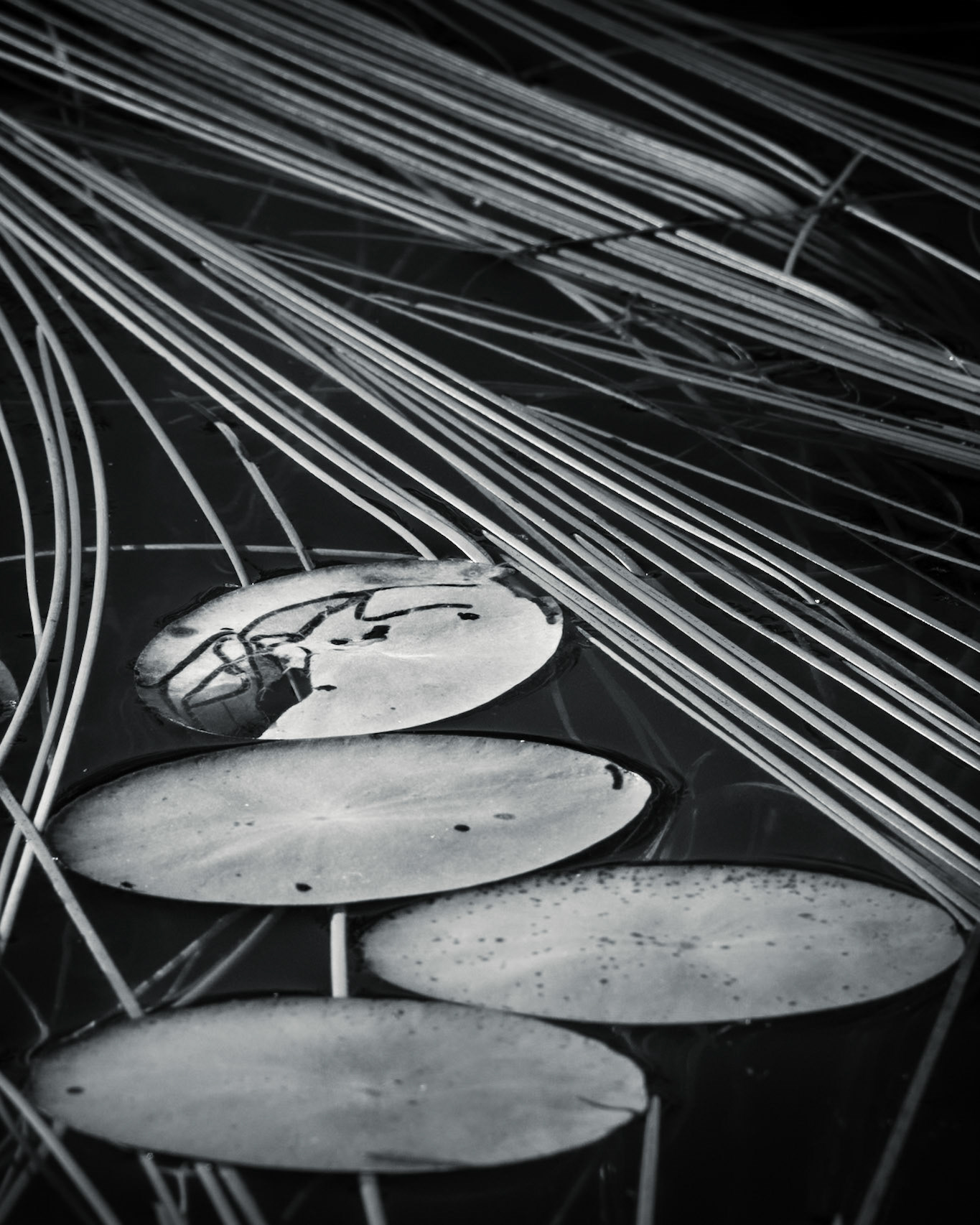 Aquatic Geometry
