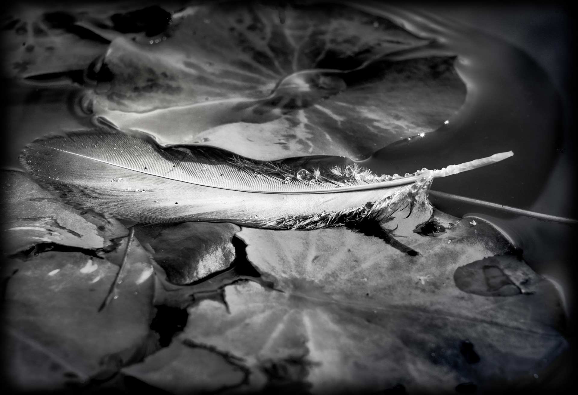 Left Behind