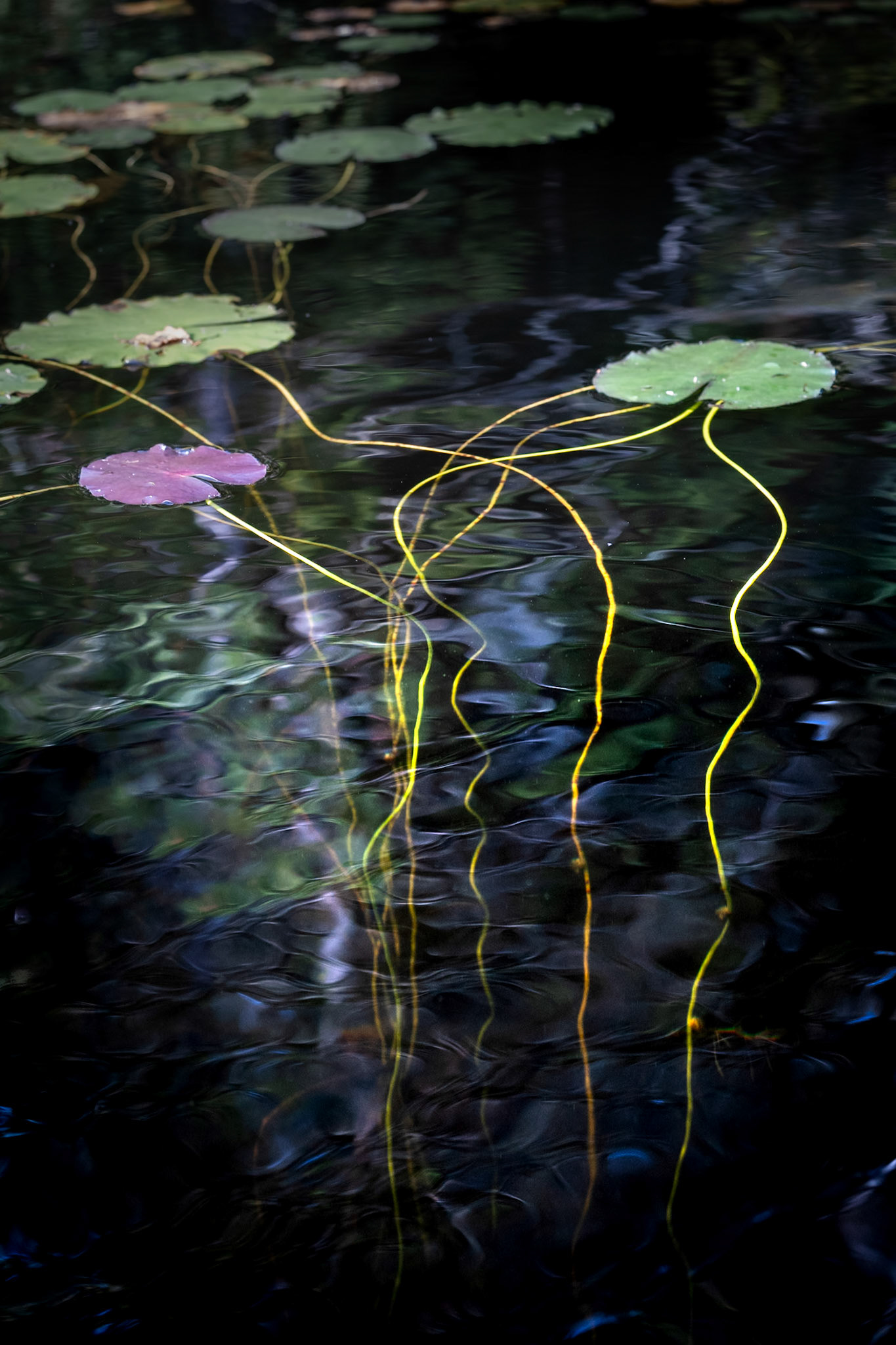 Lily Threads
