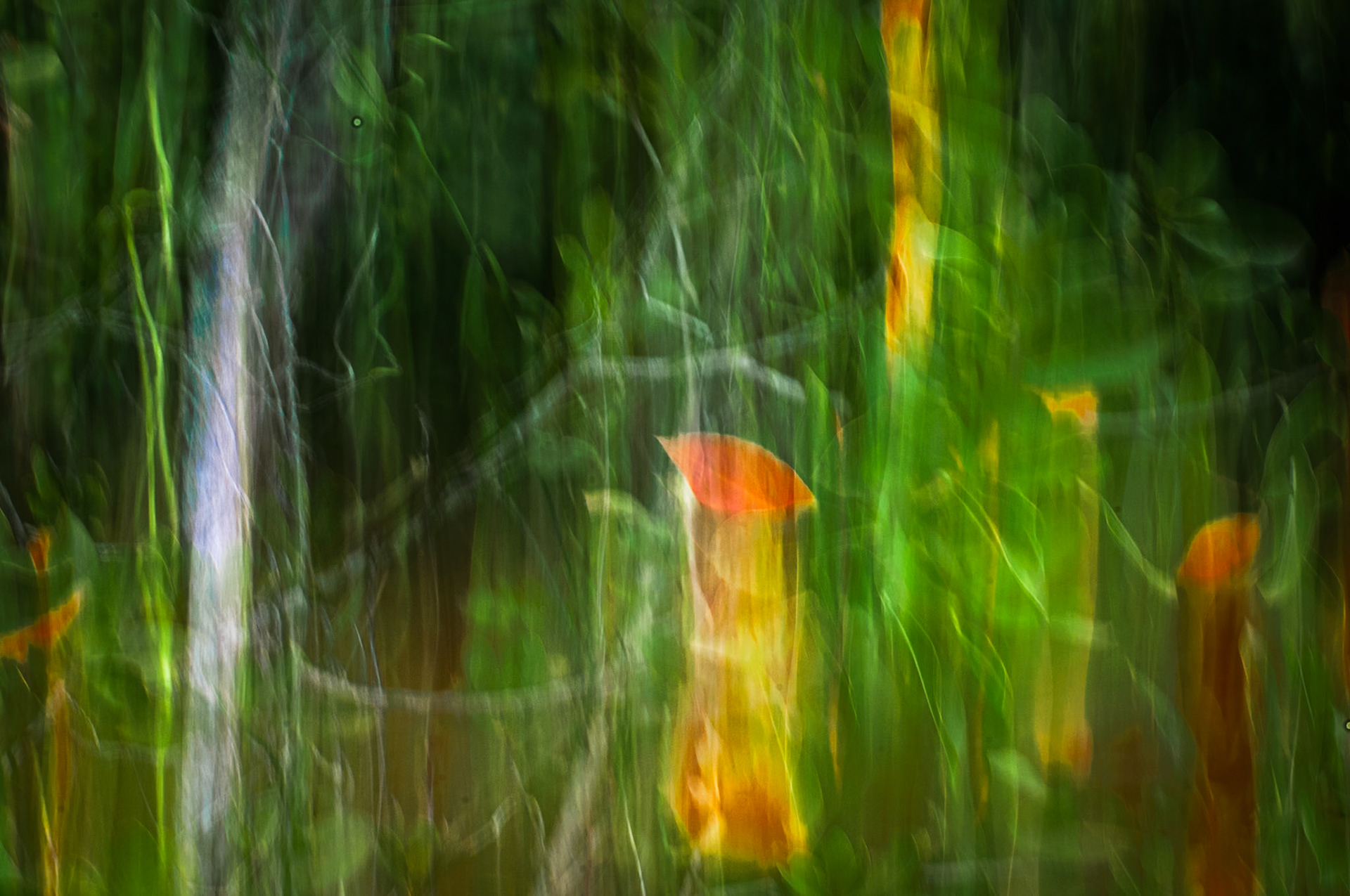 Dreaming in Green