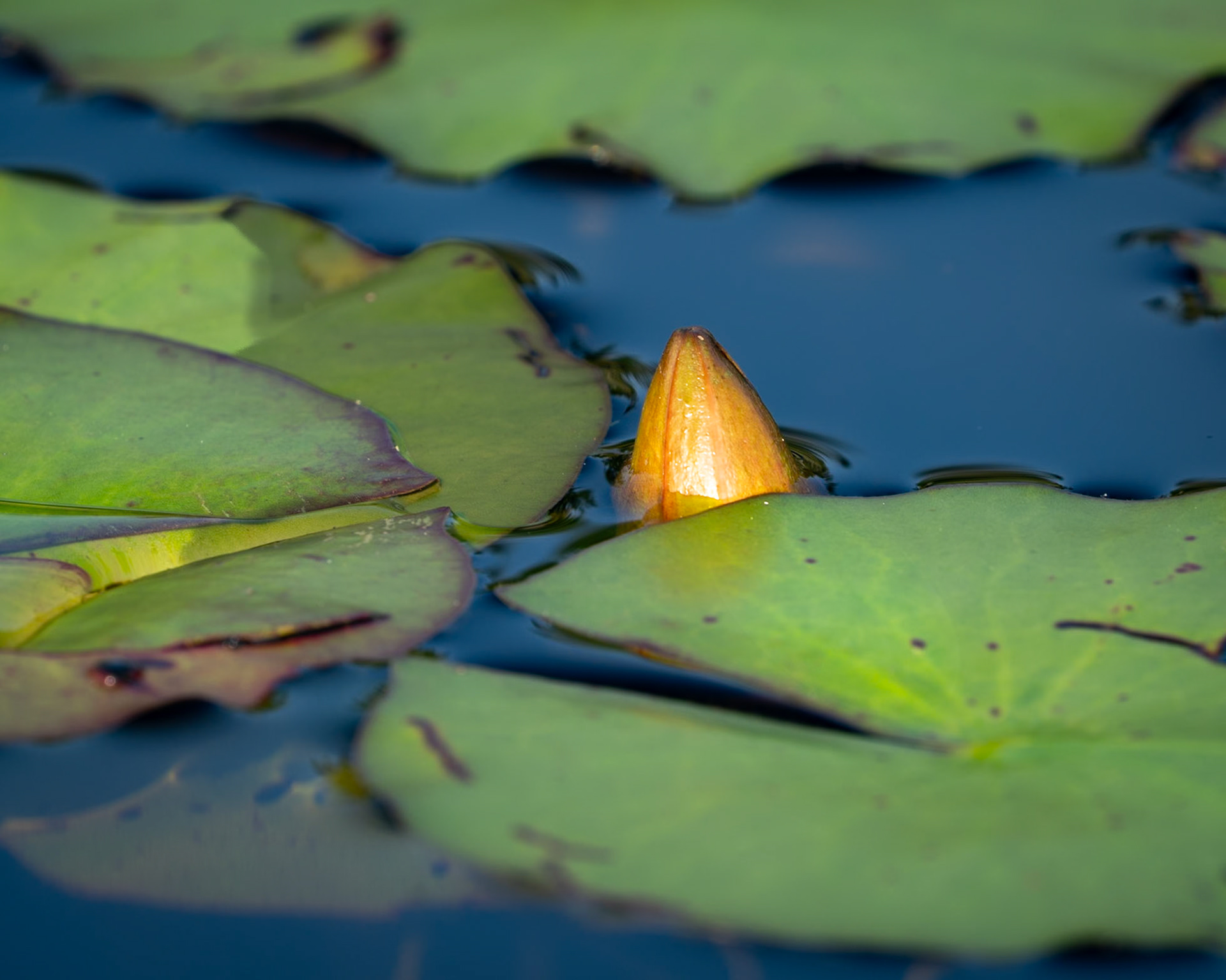 A Bud of Promise