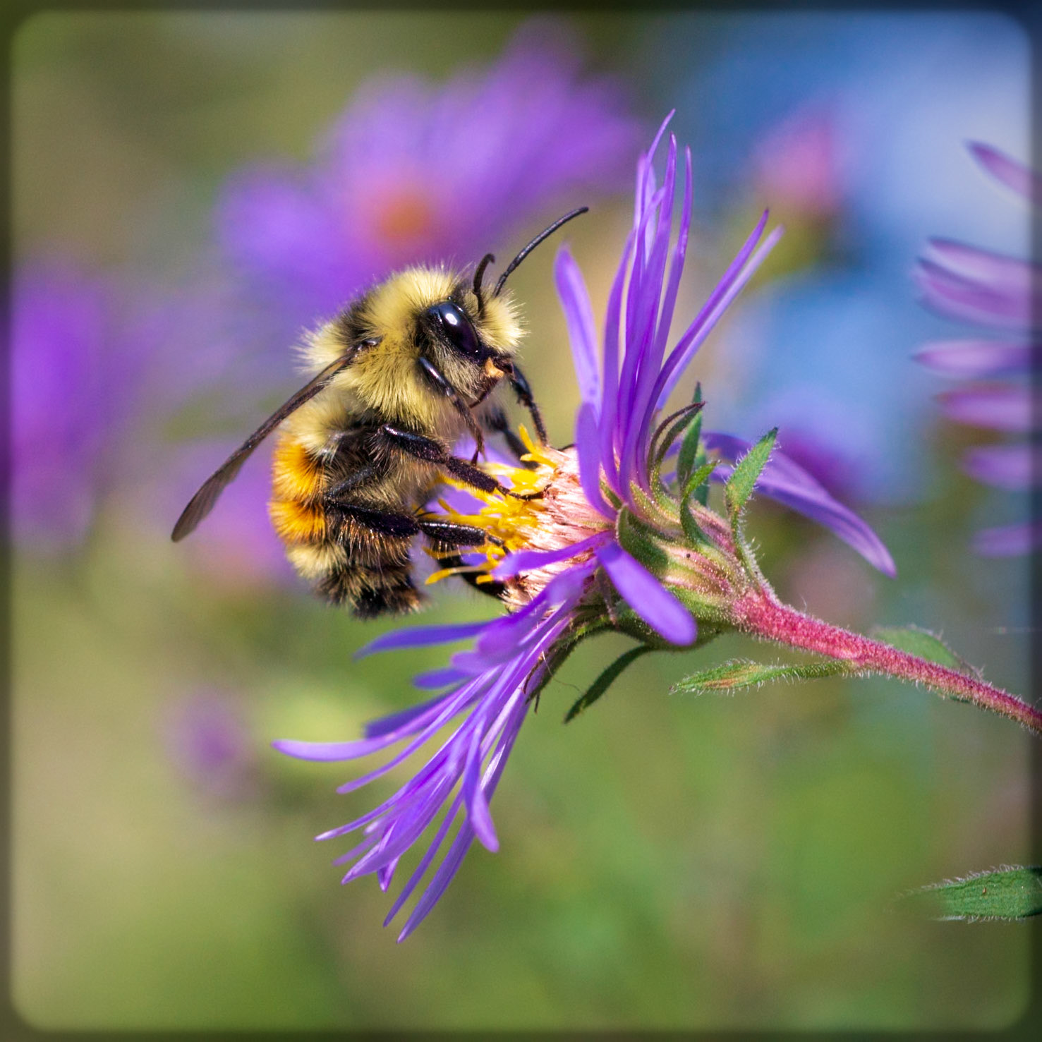Fuzzy Bee on Aster