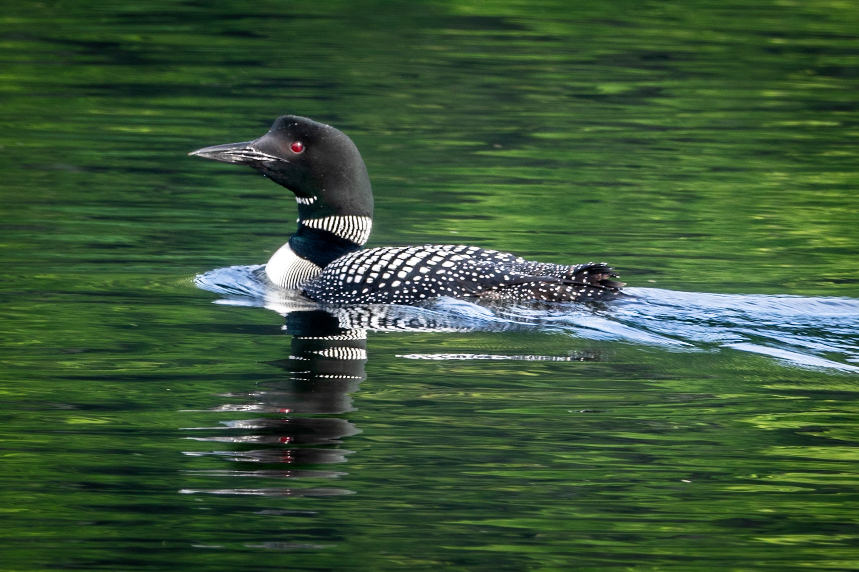 Loon in Green