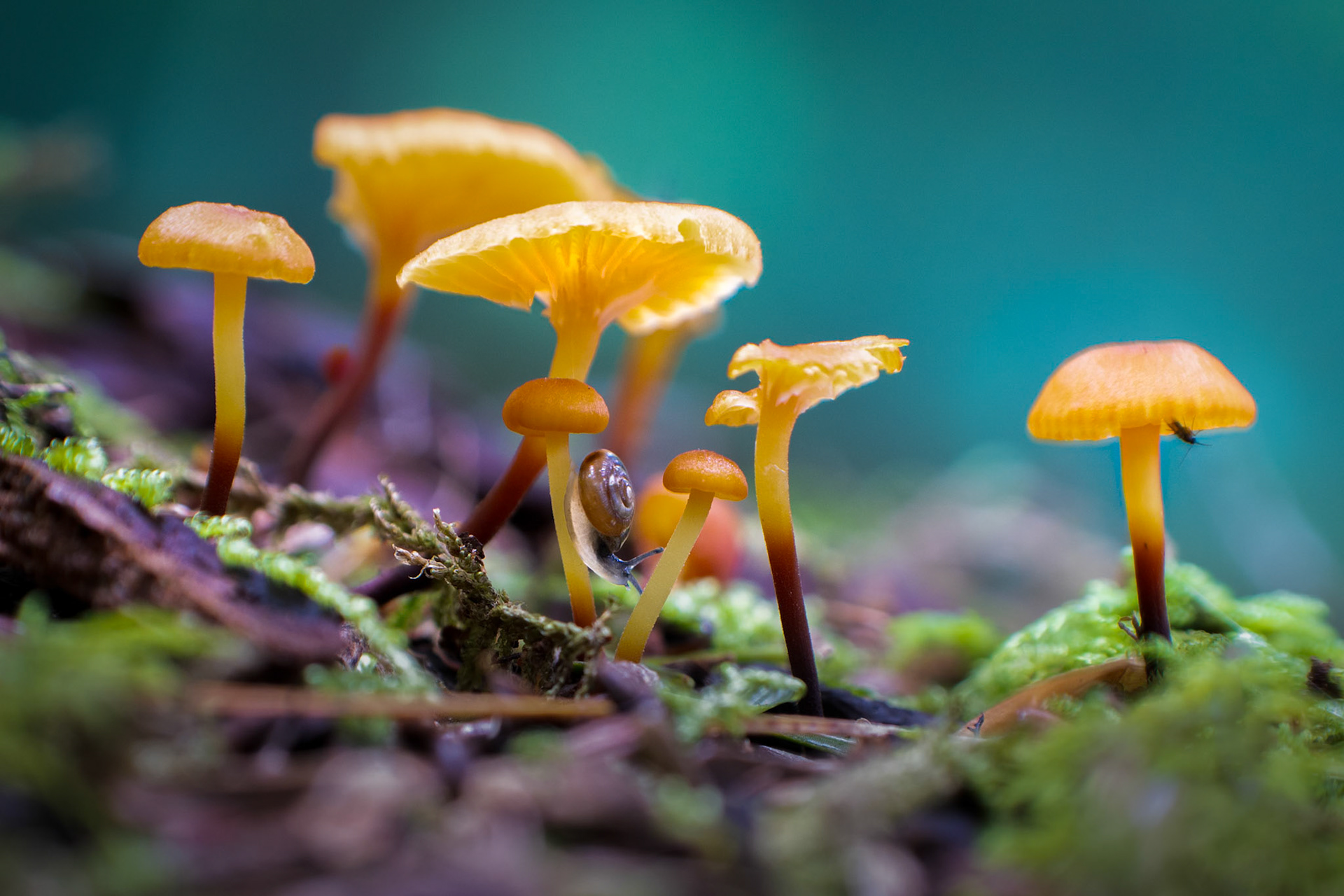 Lea's Mycena and Glass Snail