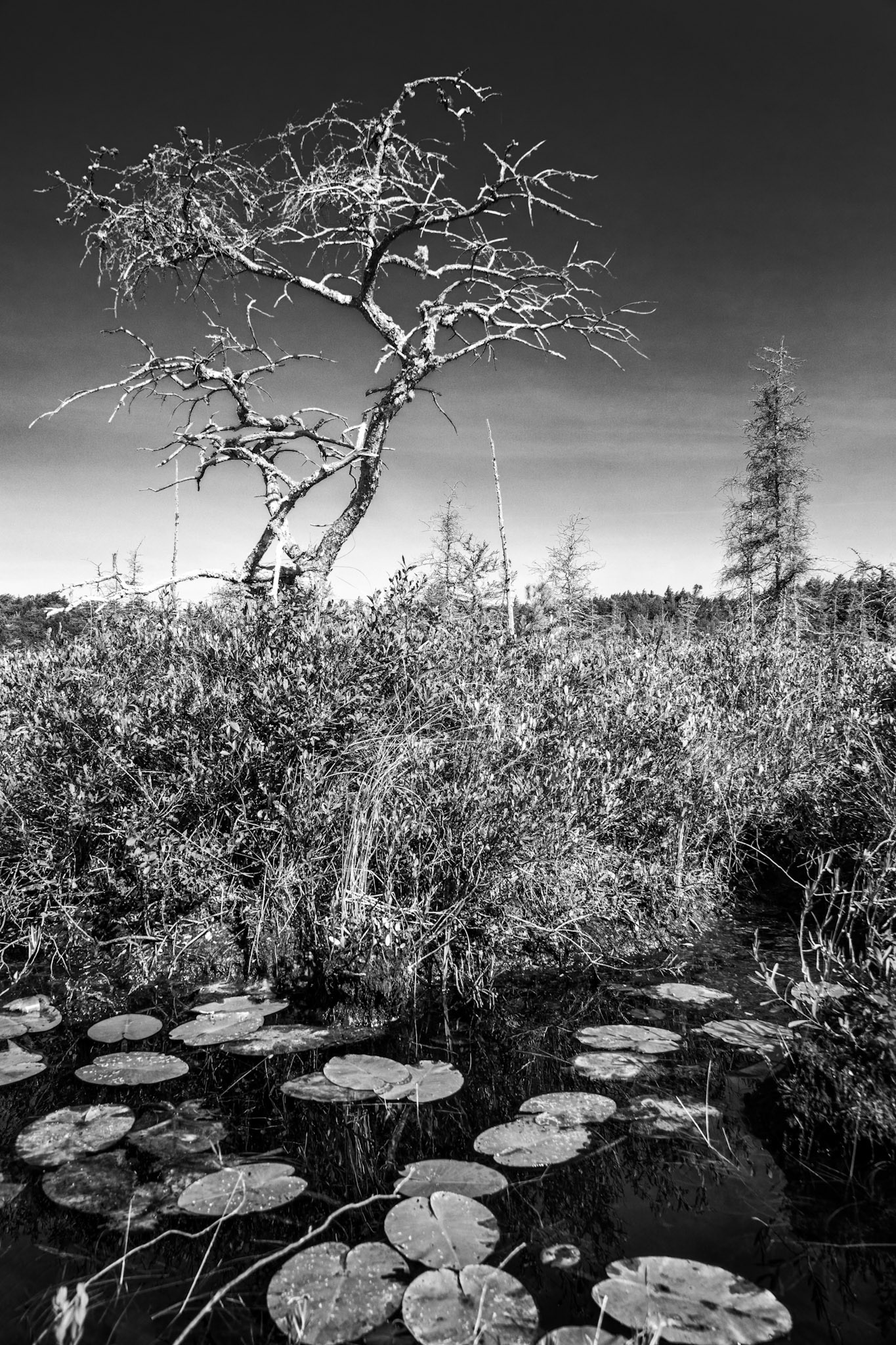 Bog's Edge