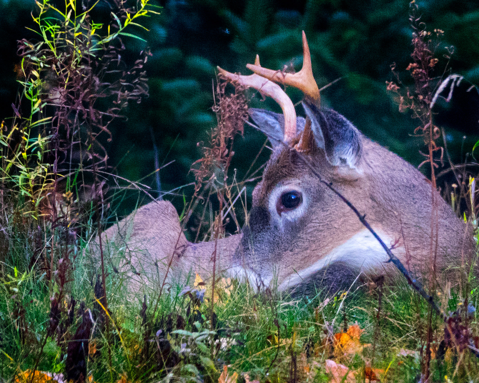 Young Buck