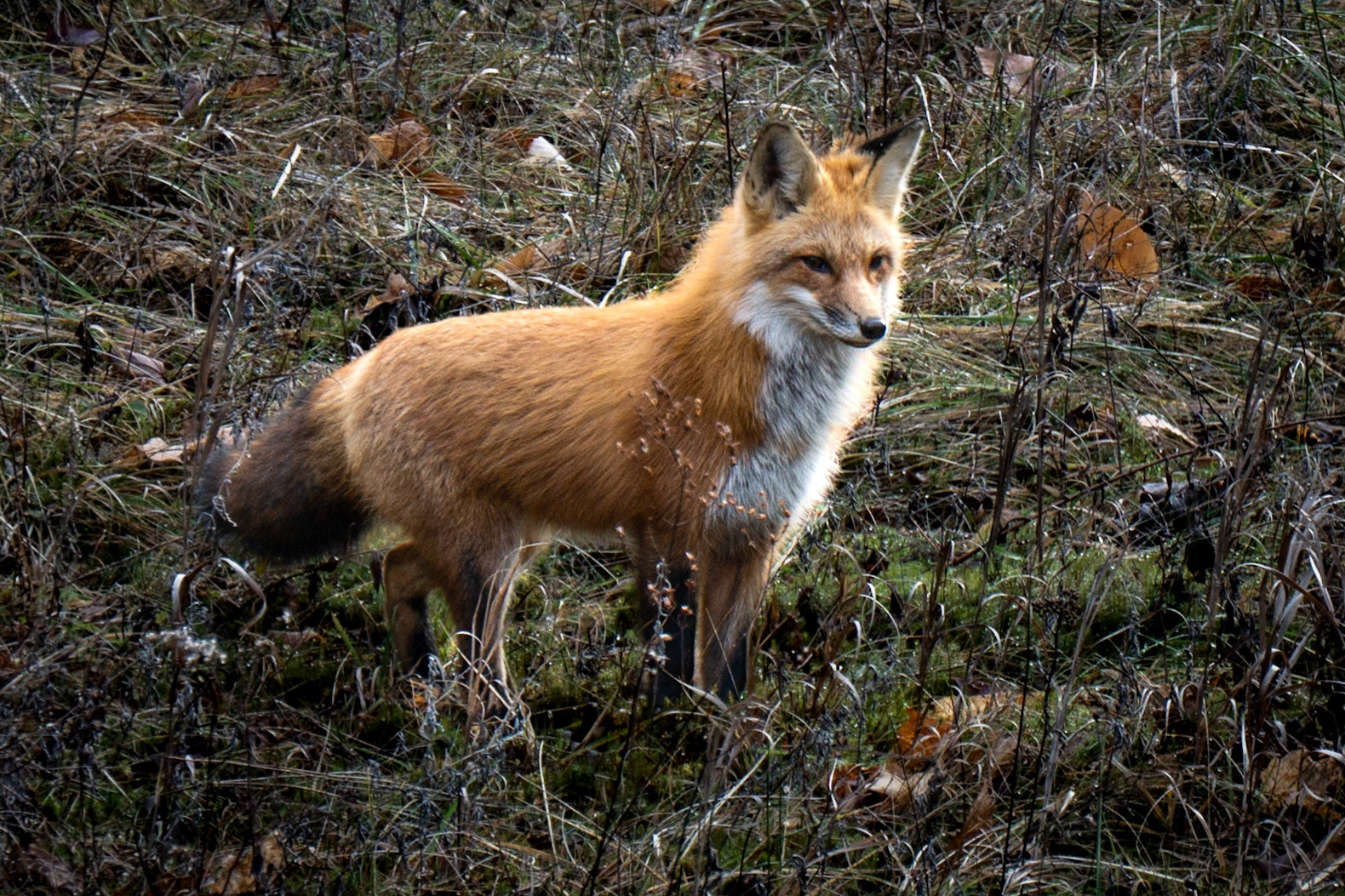 Monsieur Reynard