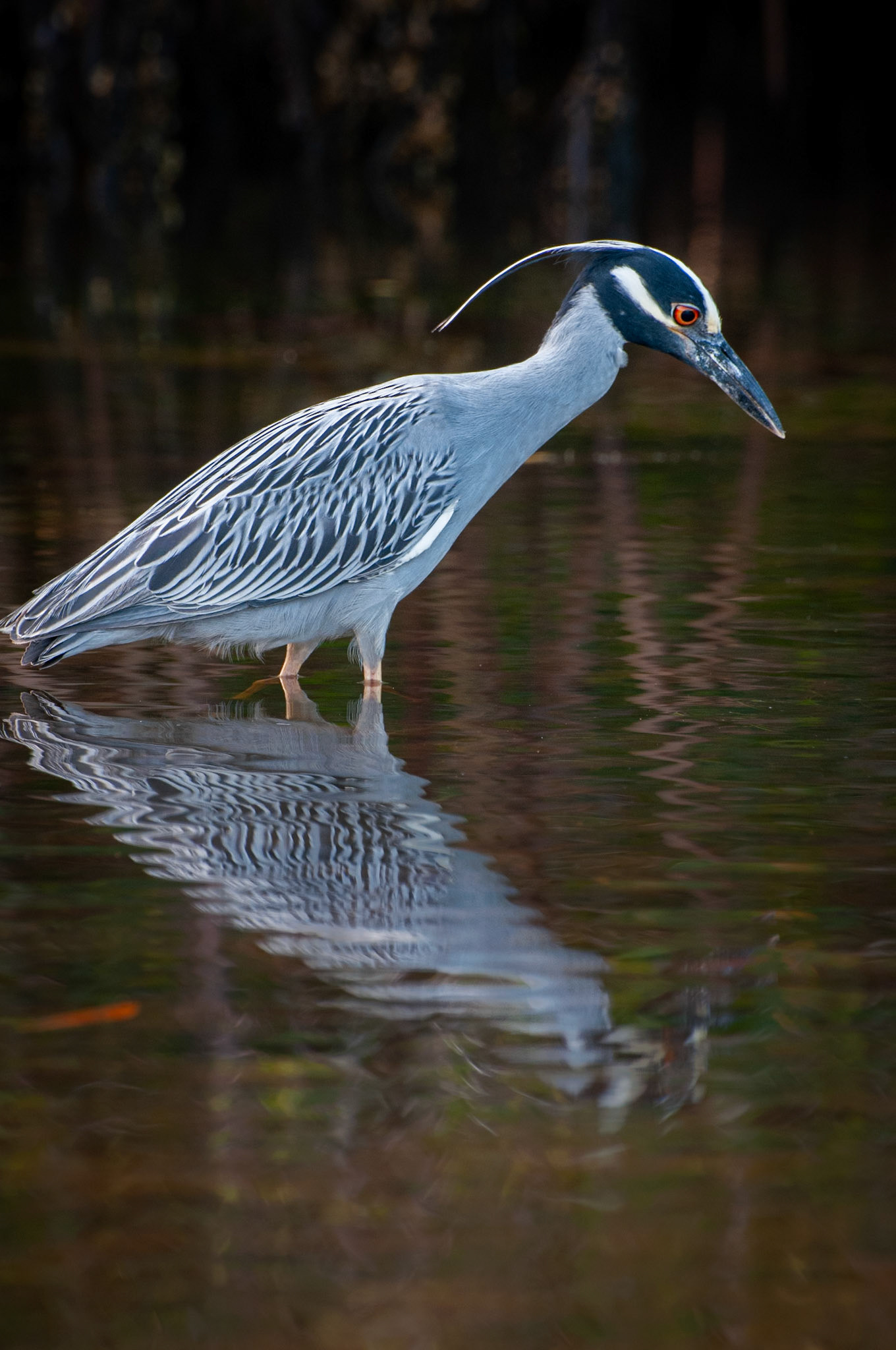 Wading for Lunch