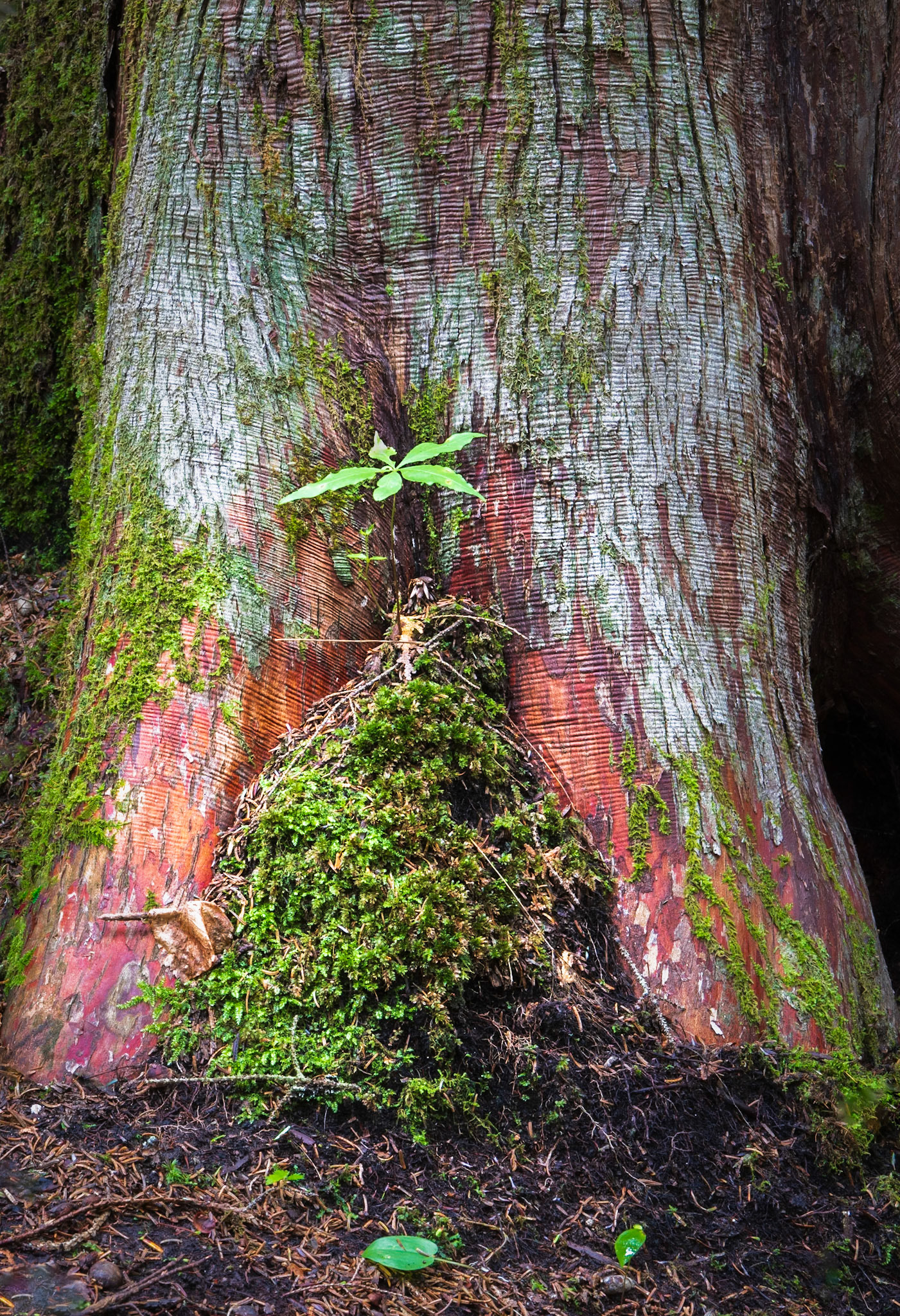 Adirondack Fig Leaf