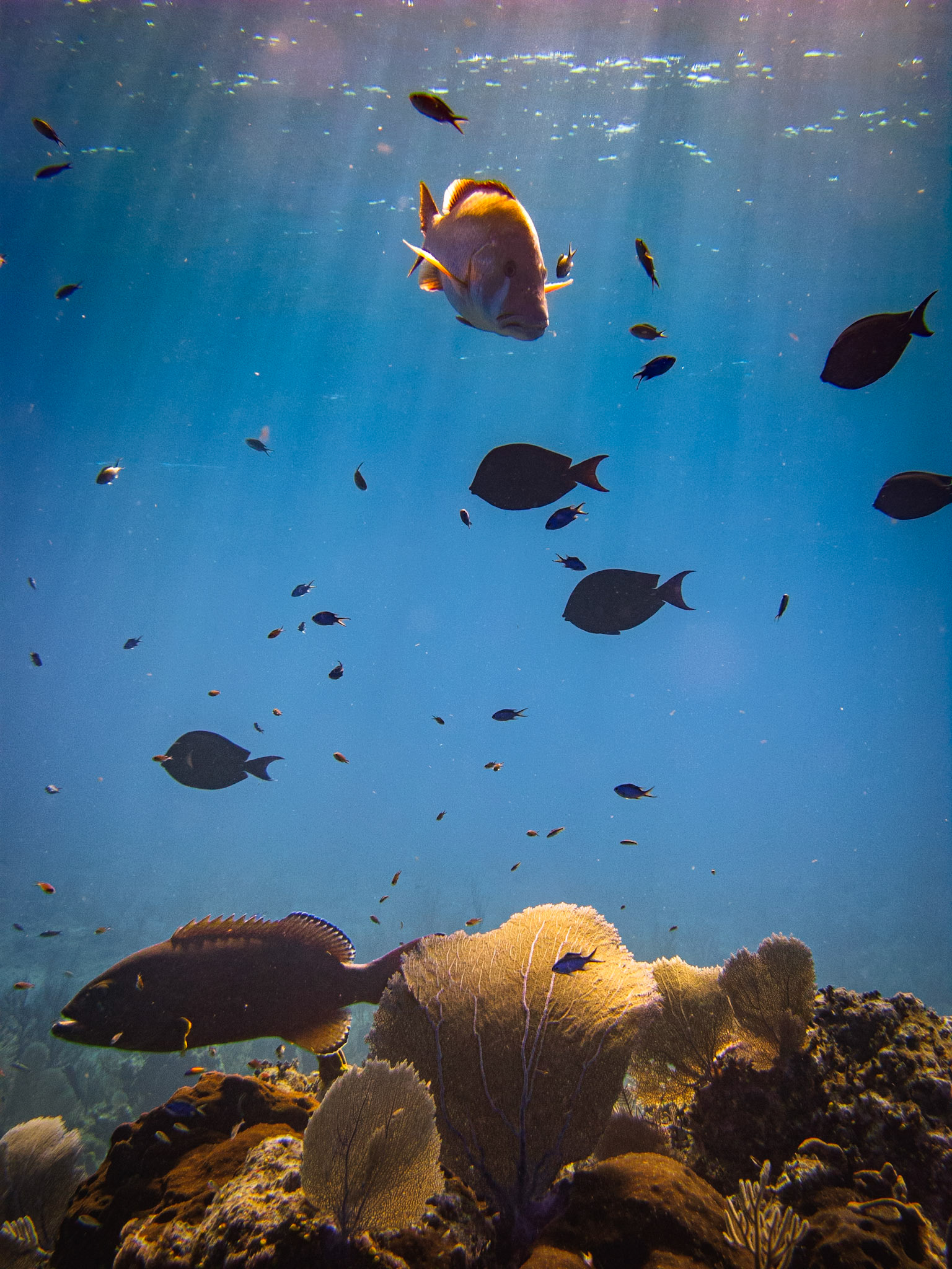 Reef Parade