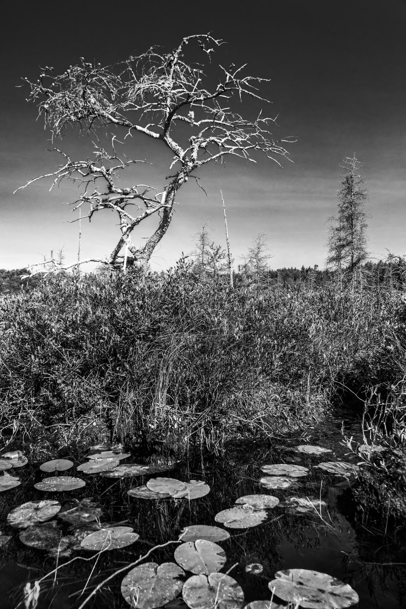 Bog's Edge
