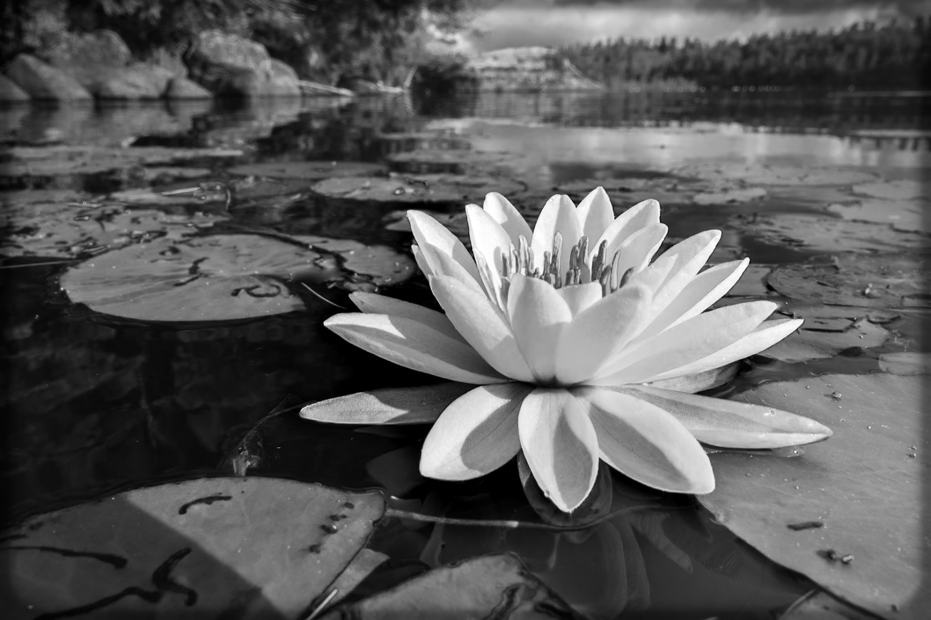 Lily of the Lake