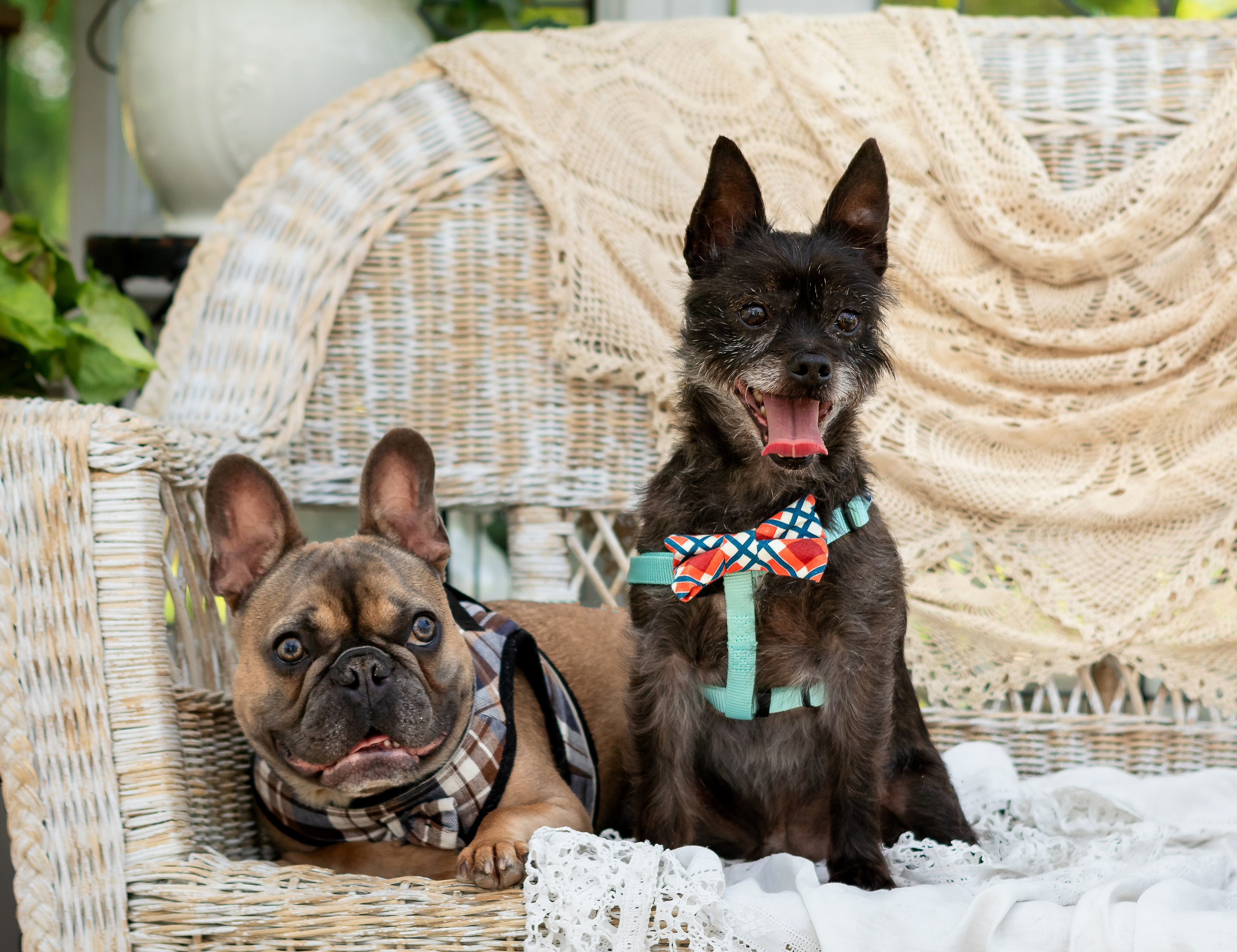 our rescue pups