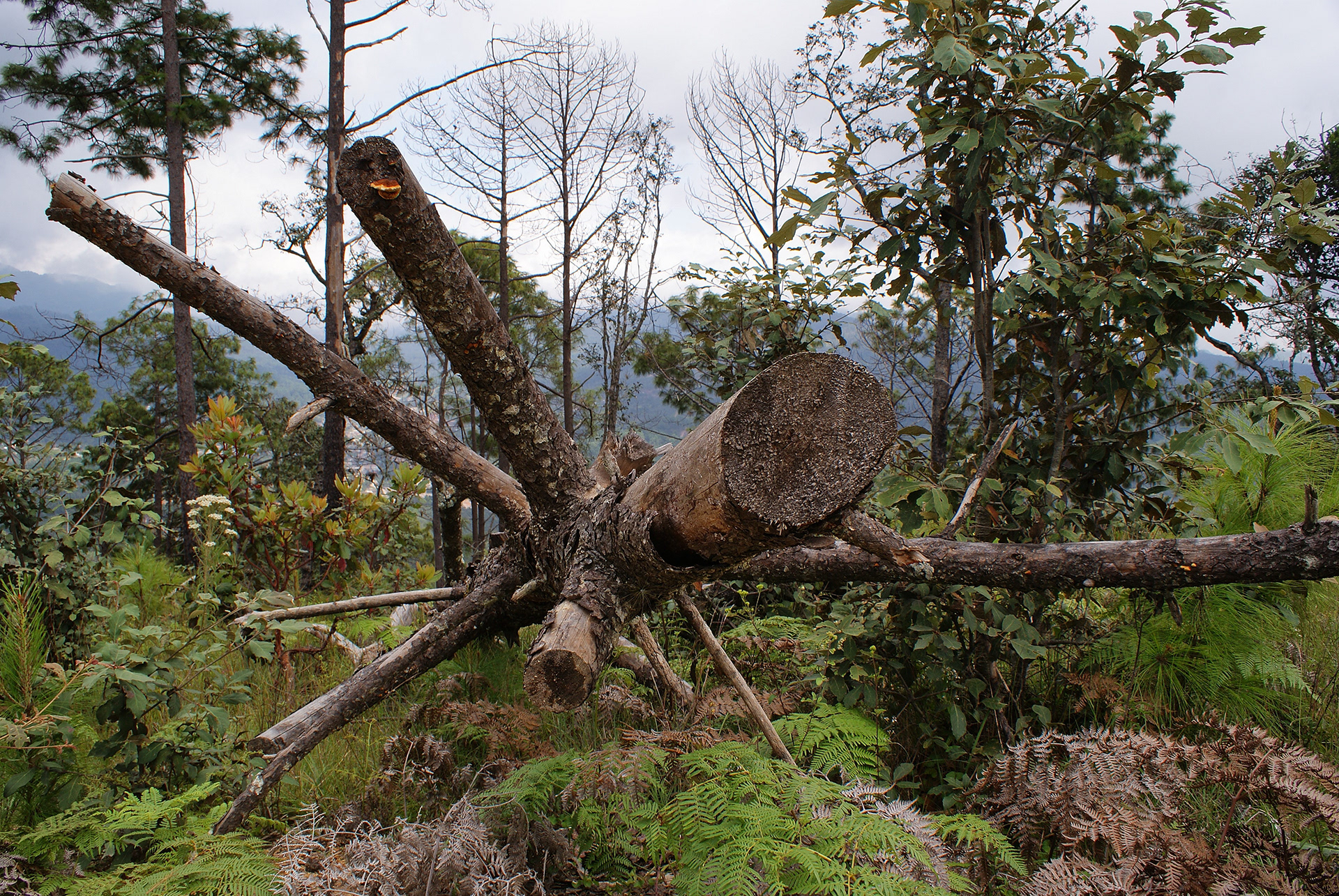 El cerro Tierra de Algodón, en Chochoapa el Grande, Guerrero, fue talado y quemado por talamontes clandestinos una mañana de octubre de 2009. (foto: Prometeo Lucero)