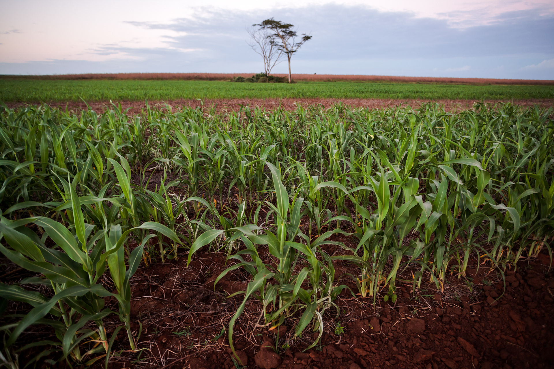 Las plantaciones de cultivos transgénicos, como el sorgo, vienen seguidas de la tala de la selva, en la que quedan apenas vestigios. La imagen, a las afueras de Hopelchén. (foto: Prometeo Lucero / Greenpeace)