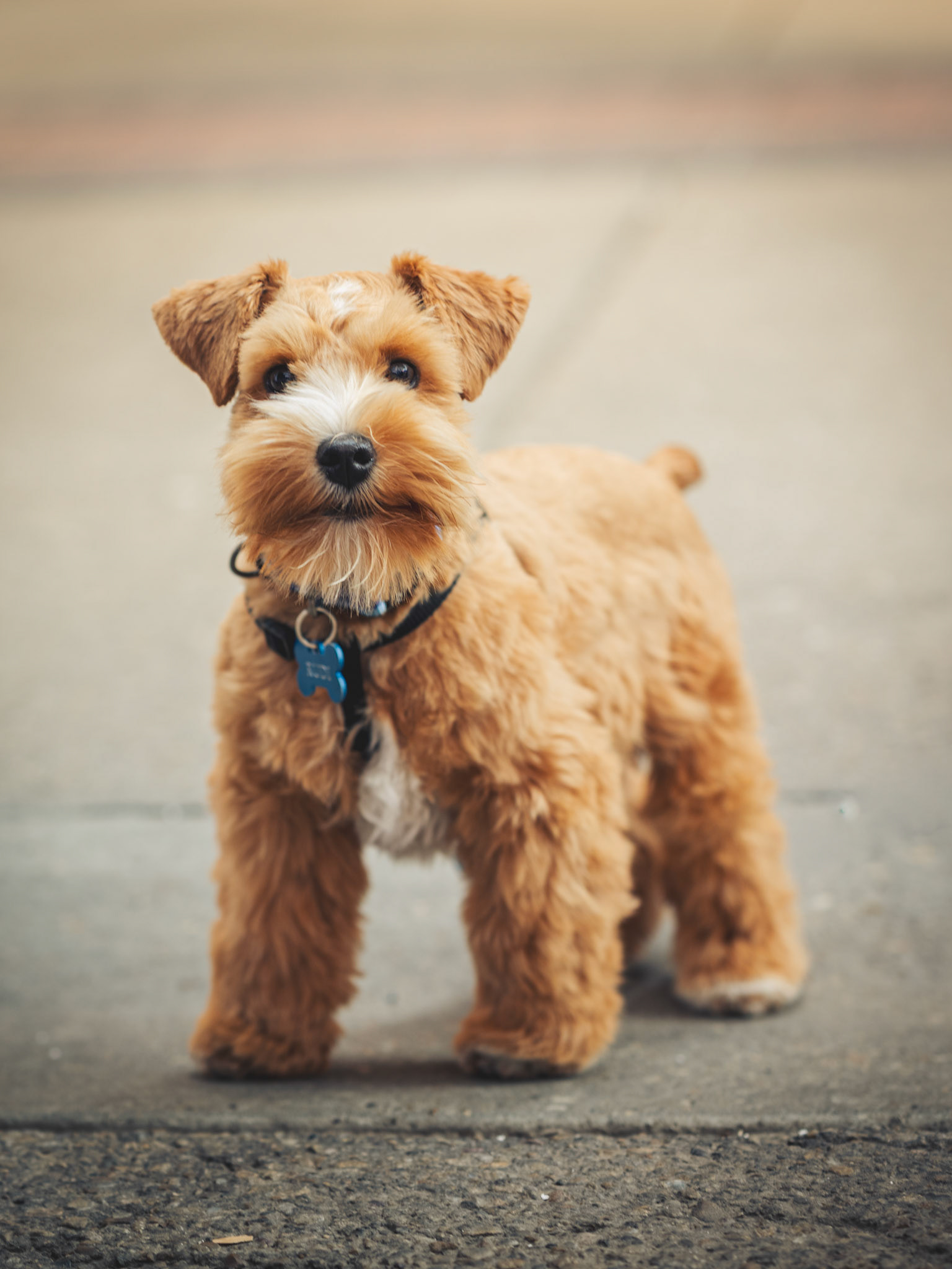 Schnauzer