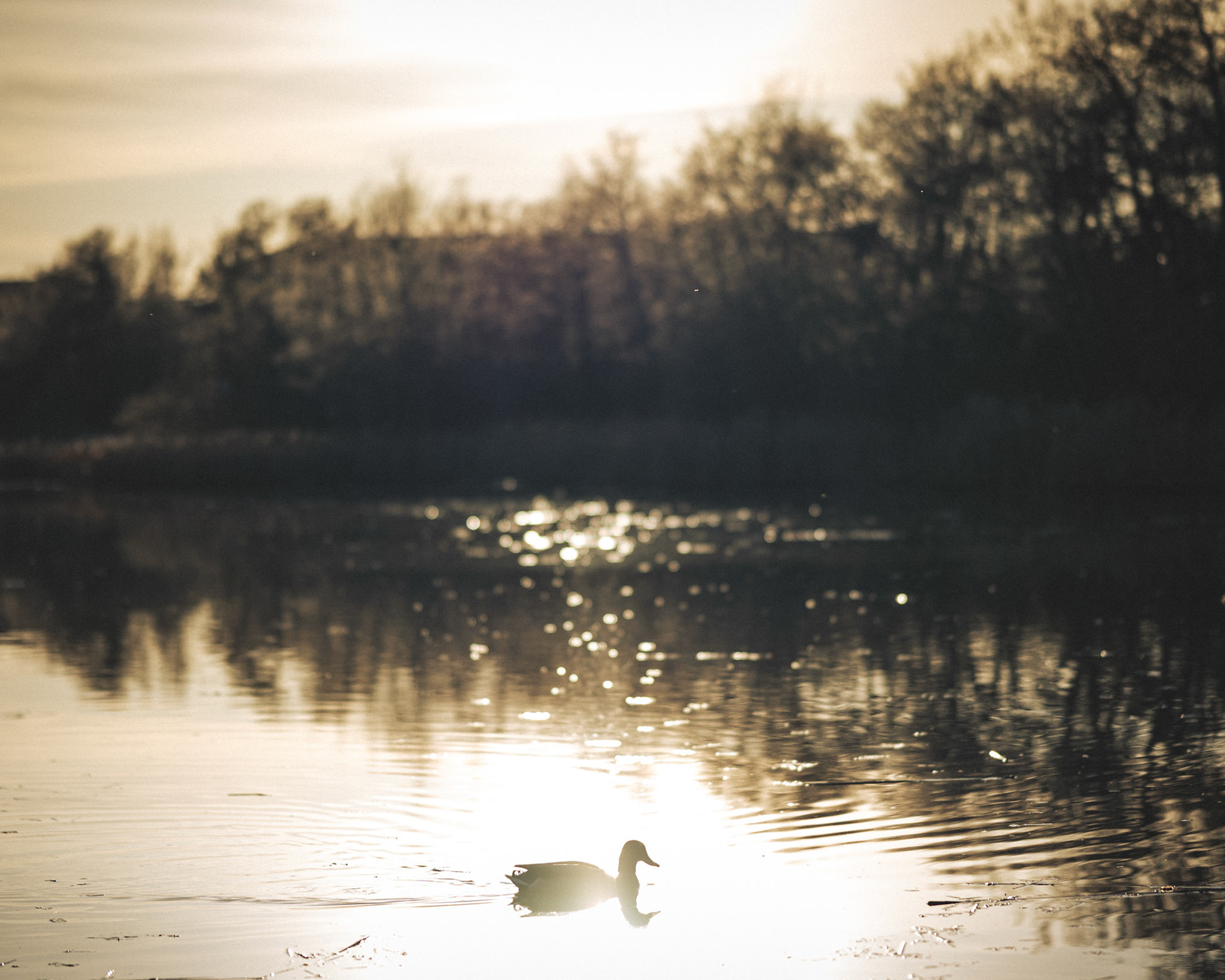 Duck 
