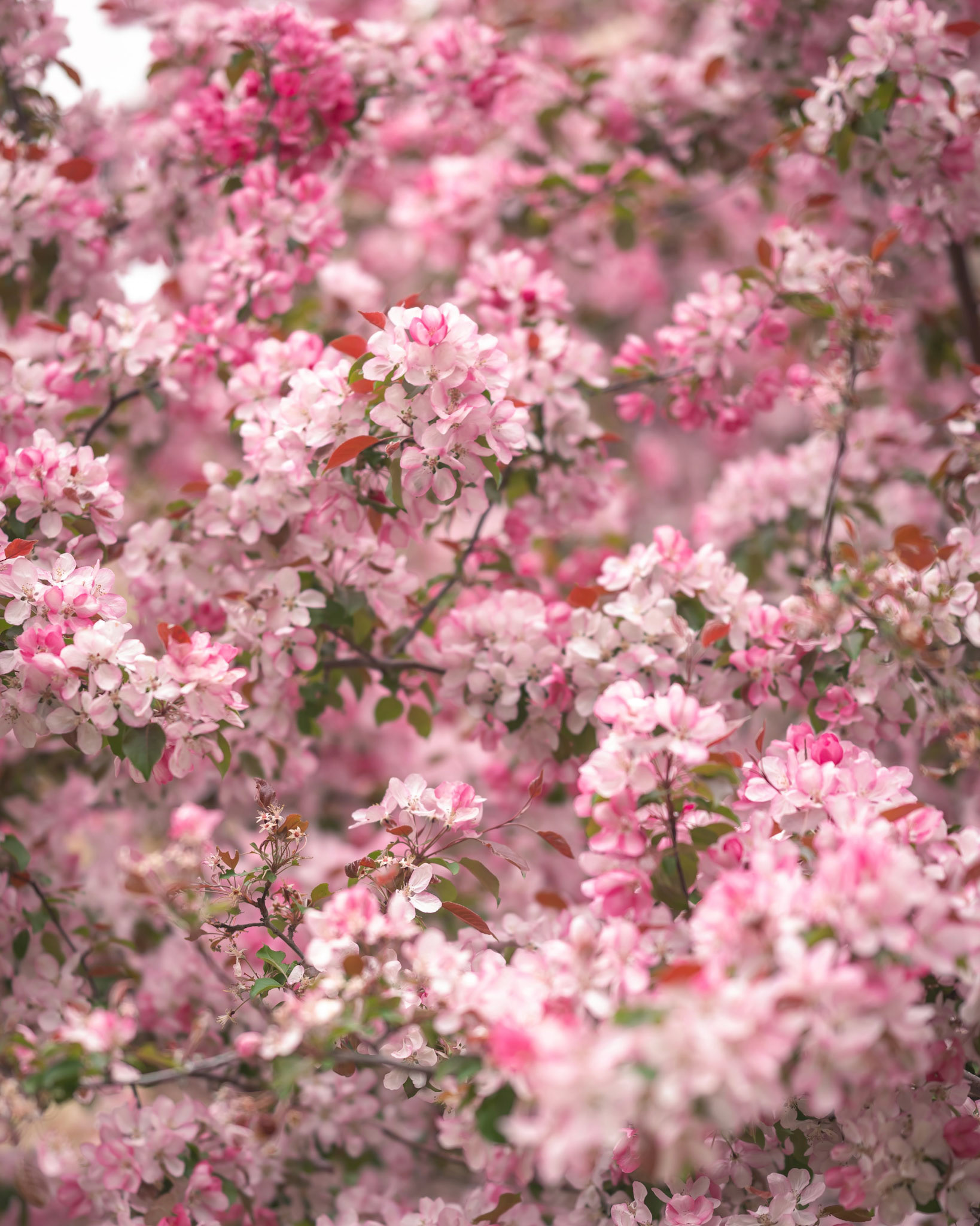 Cherry Blossoms
