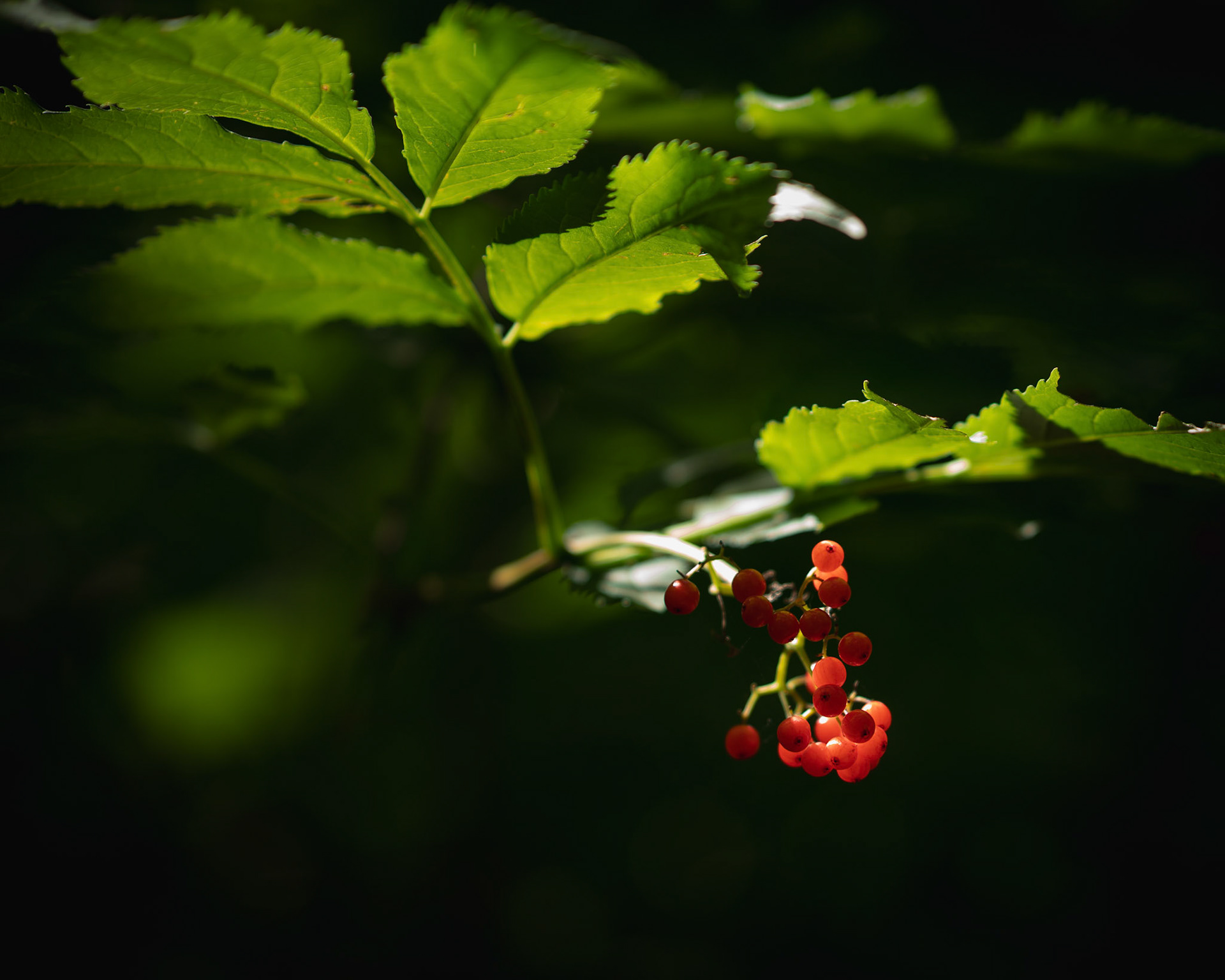 Leaves