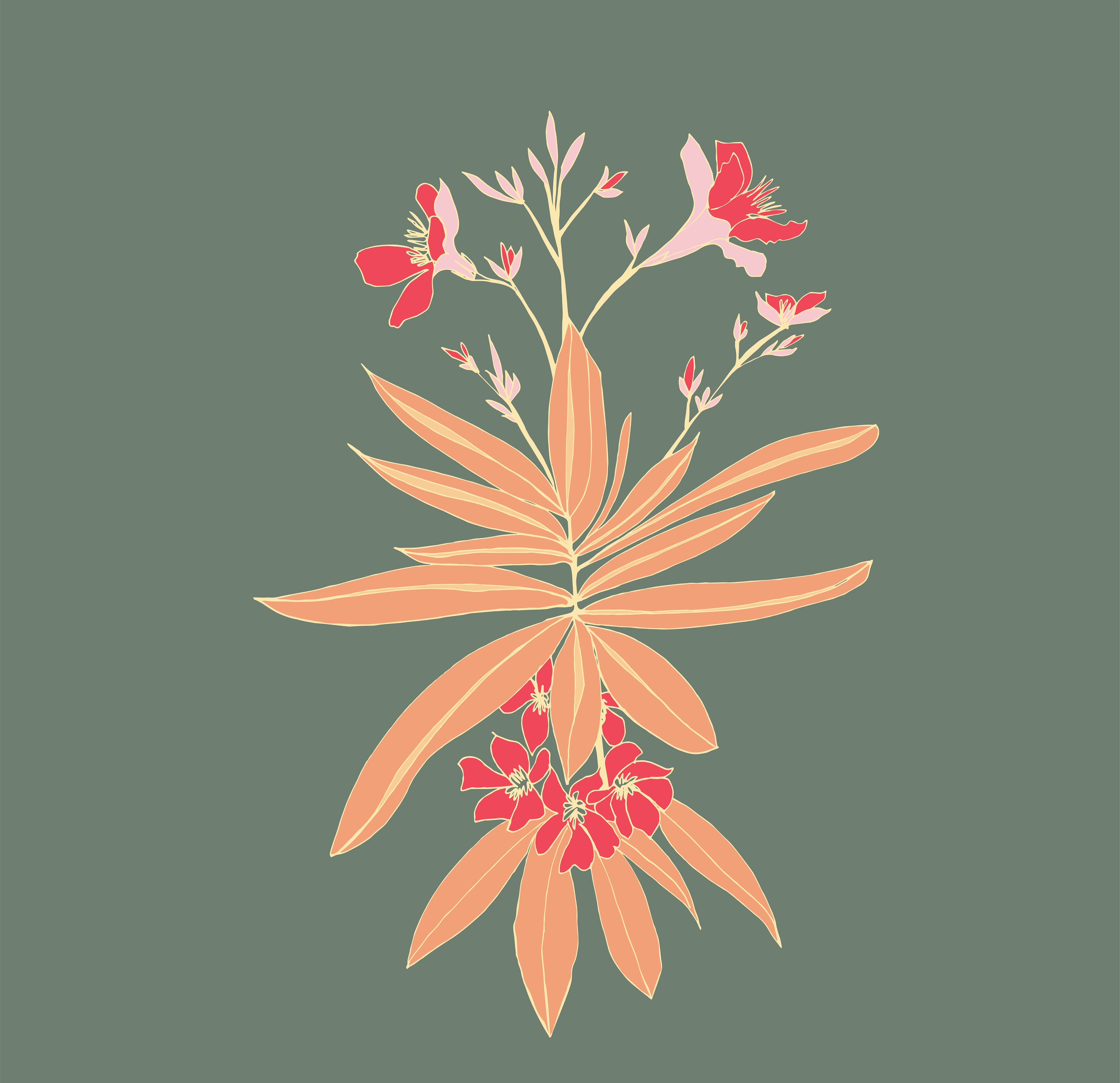 oleander
