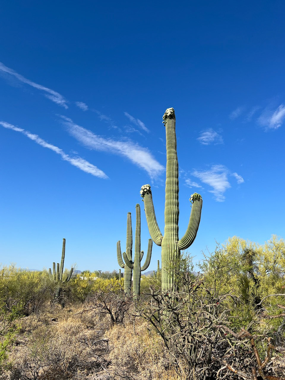 flowering saguaro