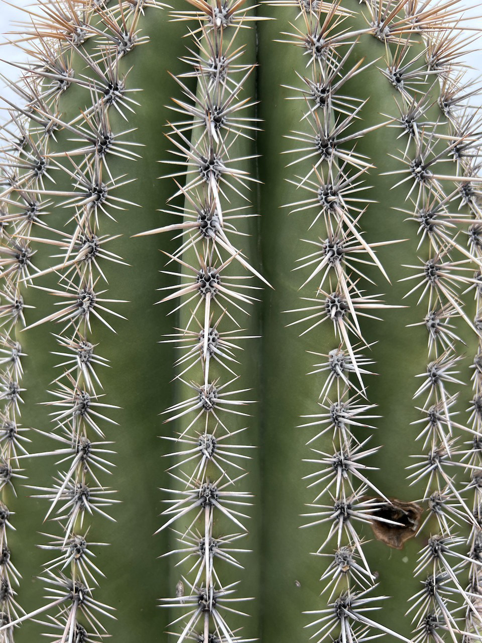 cactus spines