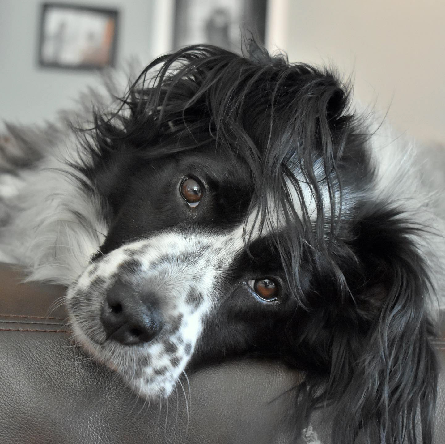 Piper