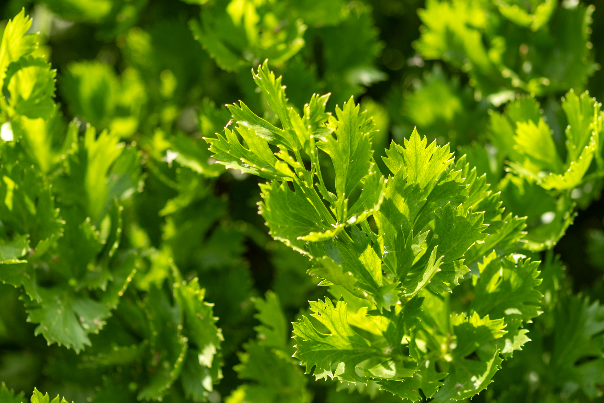 persil de très proche