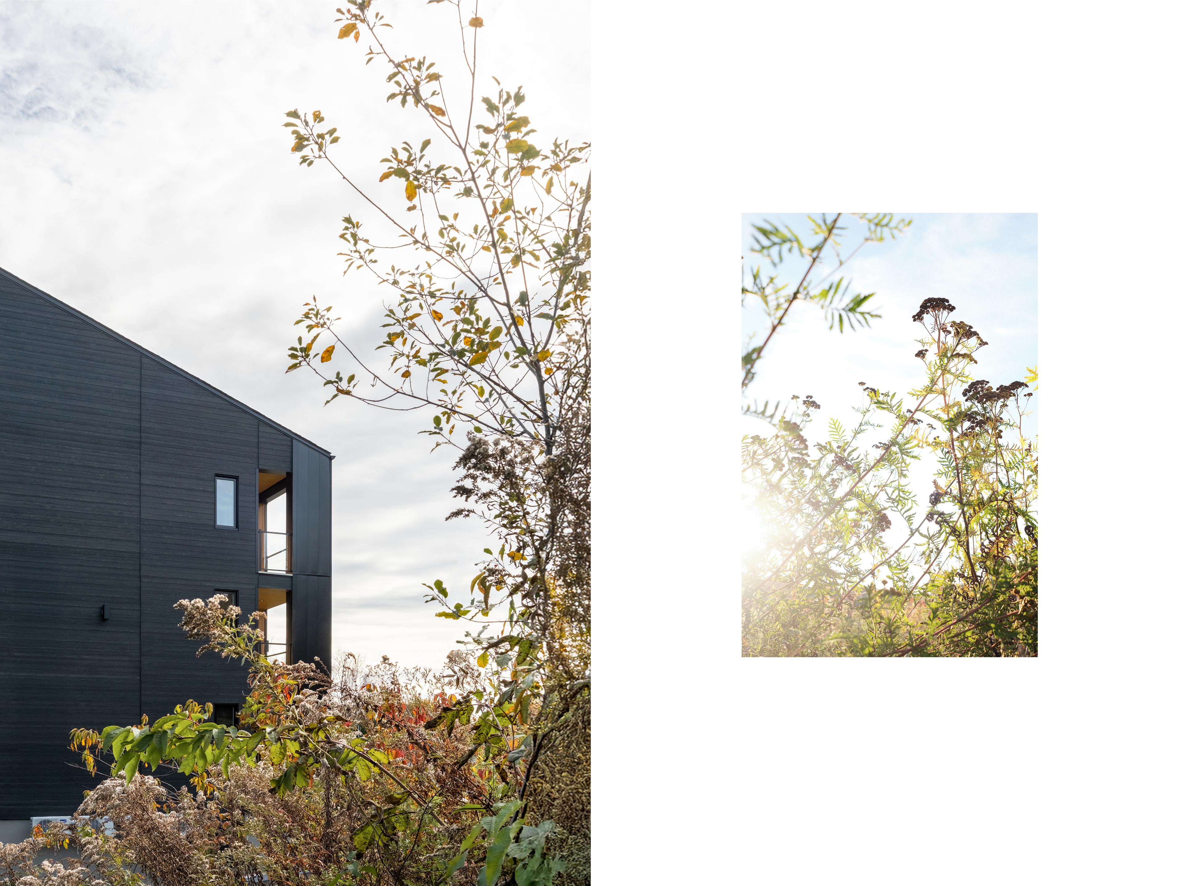 Condo vue de côté, premier plan broussaille éclairé par le soleil