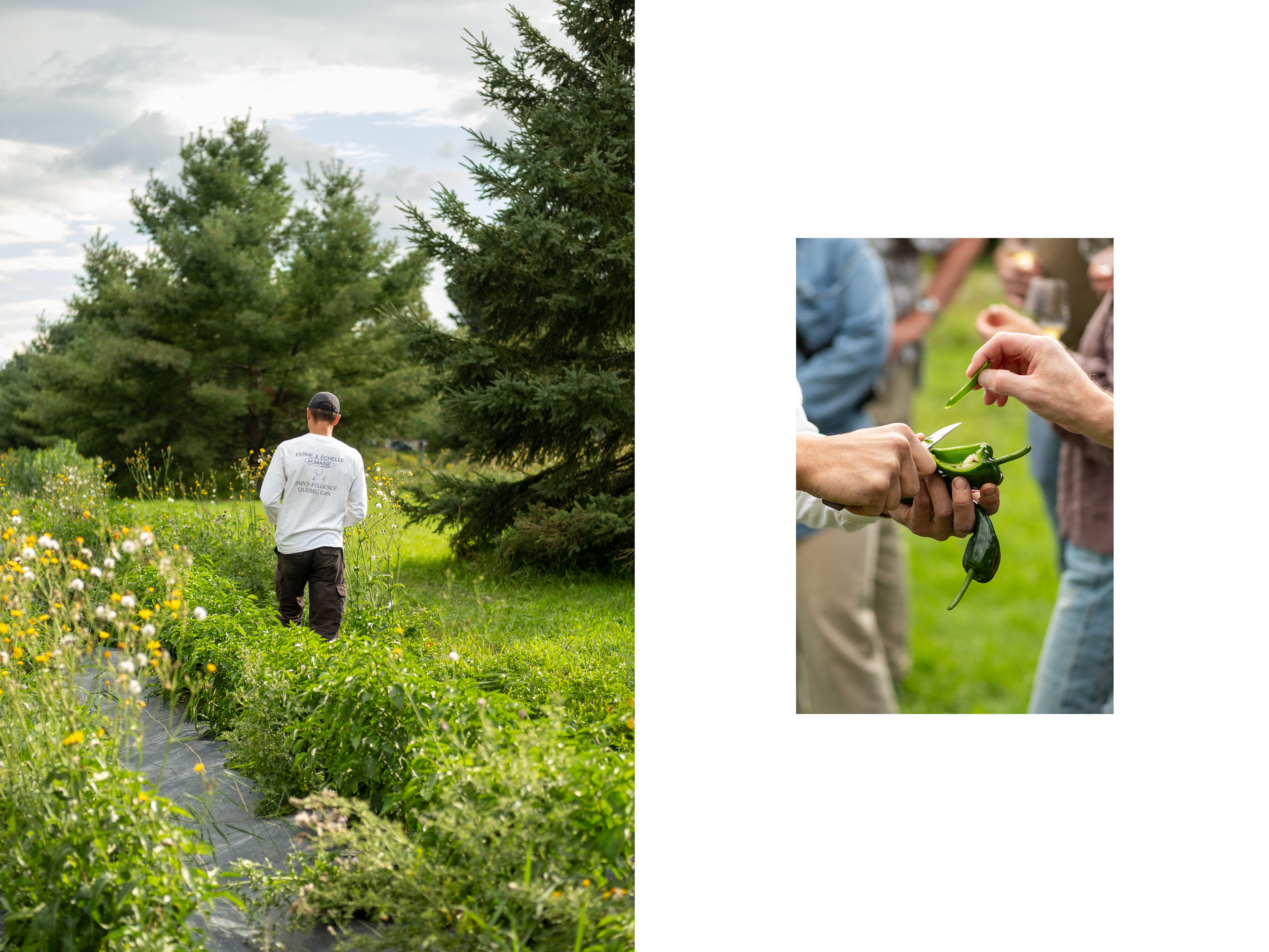 agriculteur dans son champ