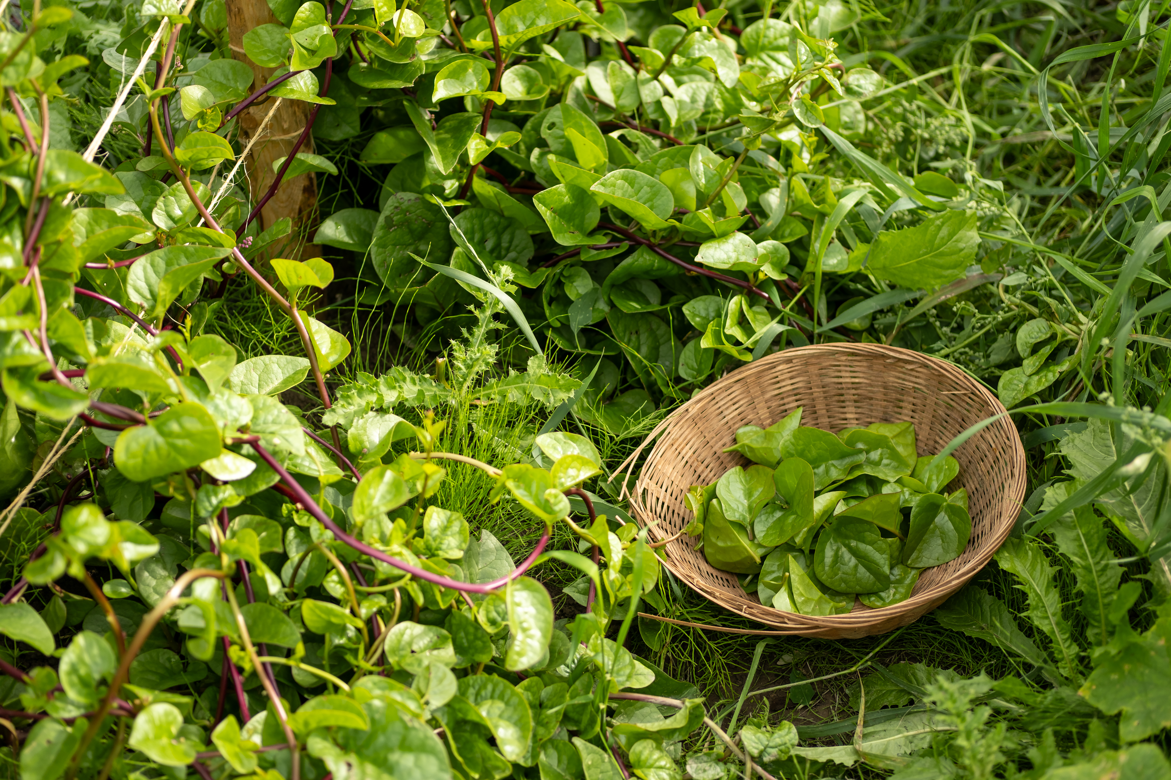 verdure dans un panier en osier