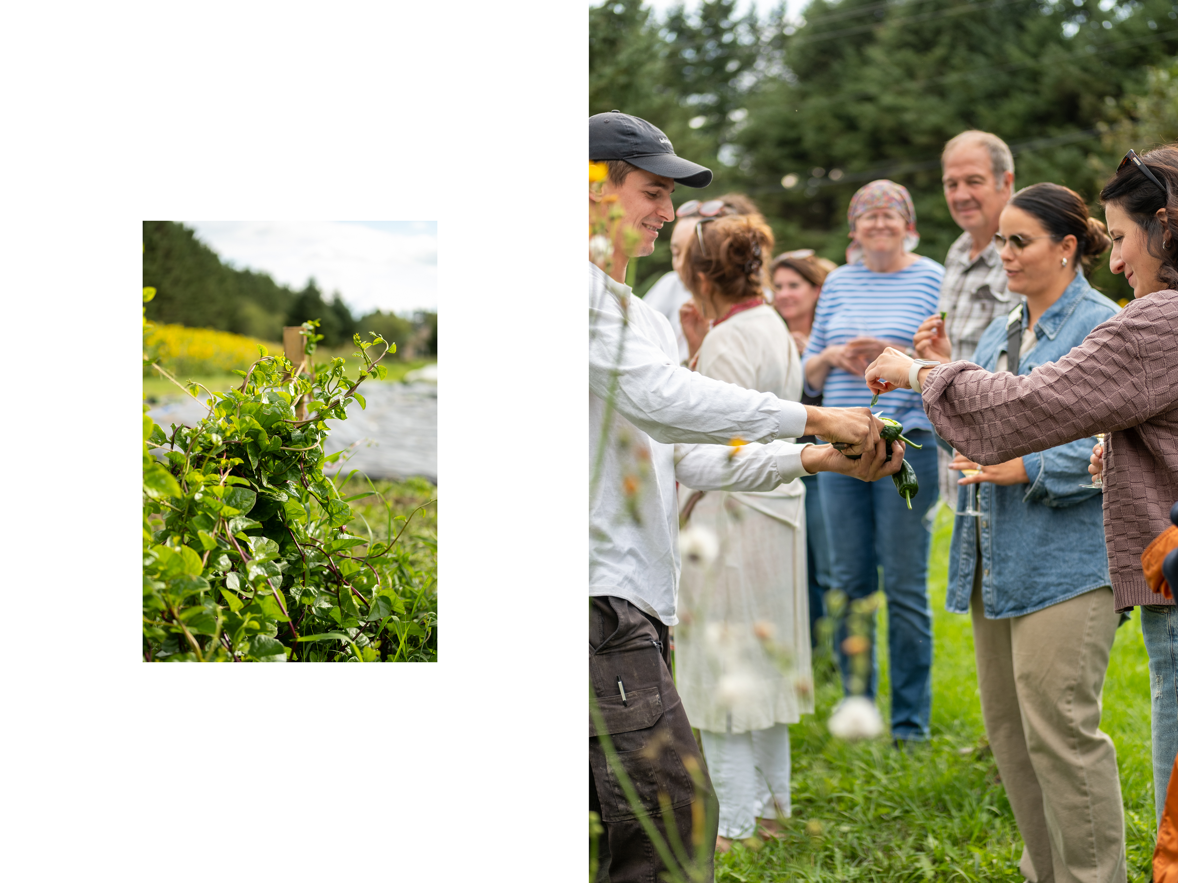 agriculteur qui fait gouter ses produits